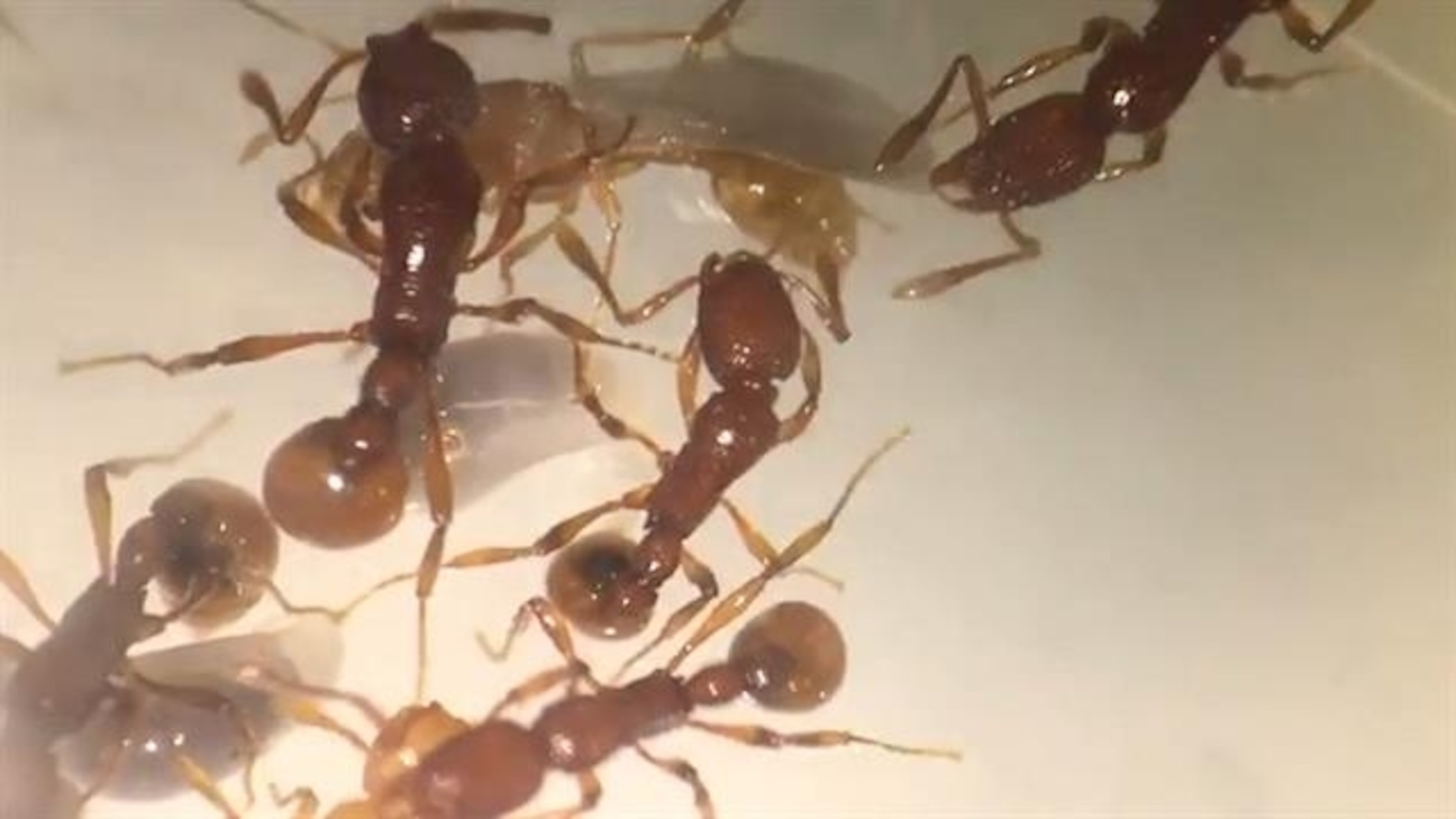 Extremely Rare 'T. Rex' Ant Found Alive for First Time | National