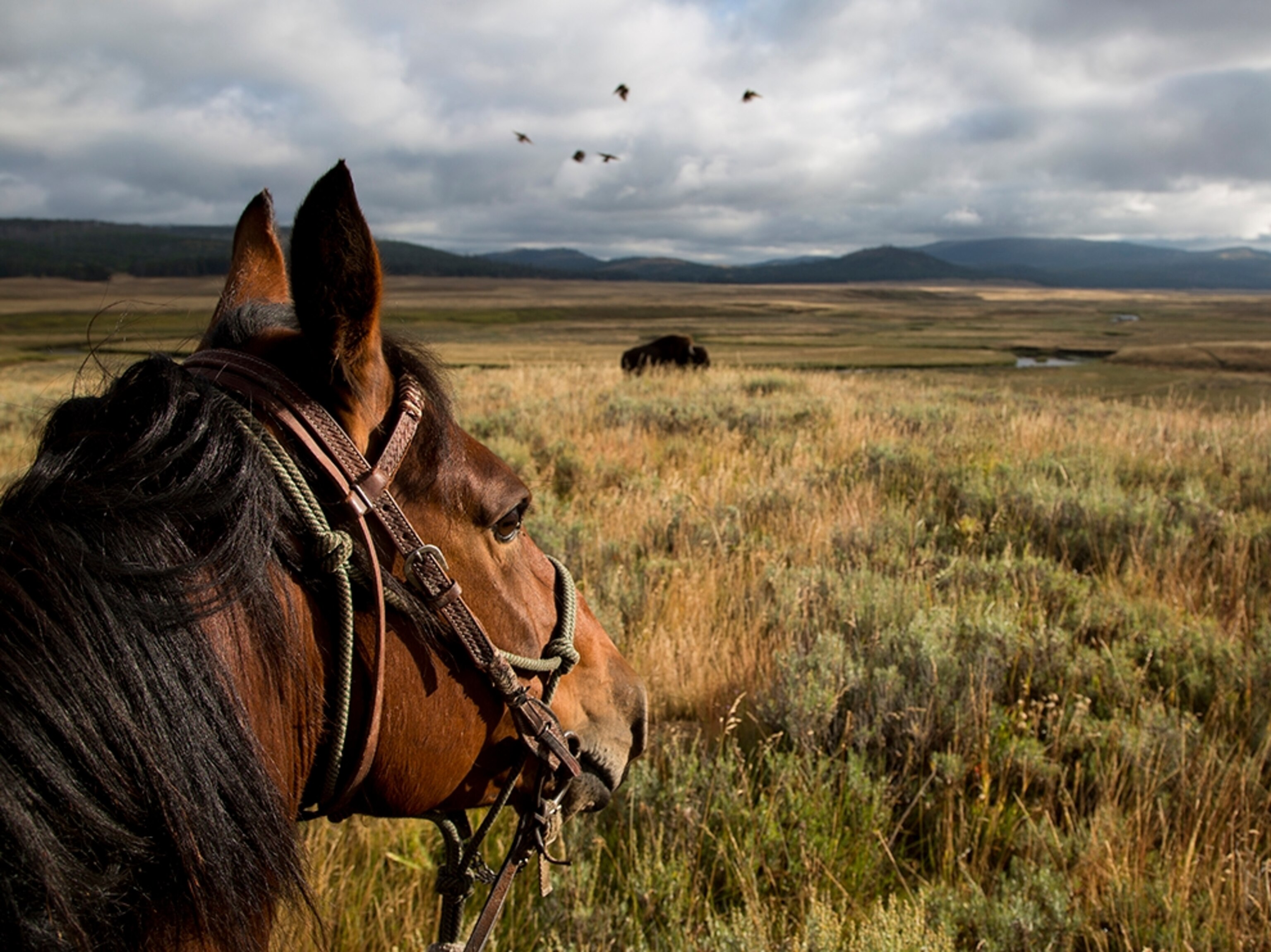 horse eyeing a buffalo off in the distance.