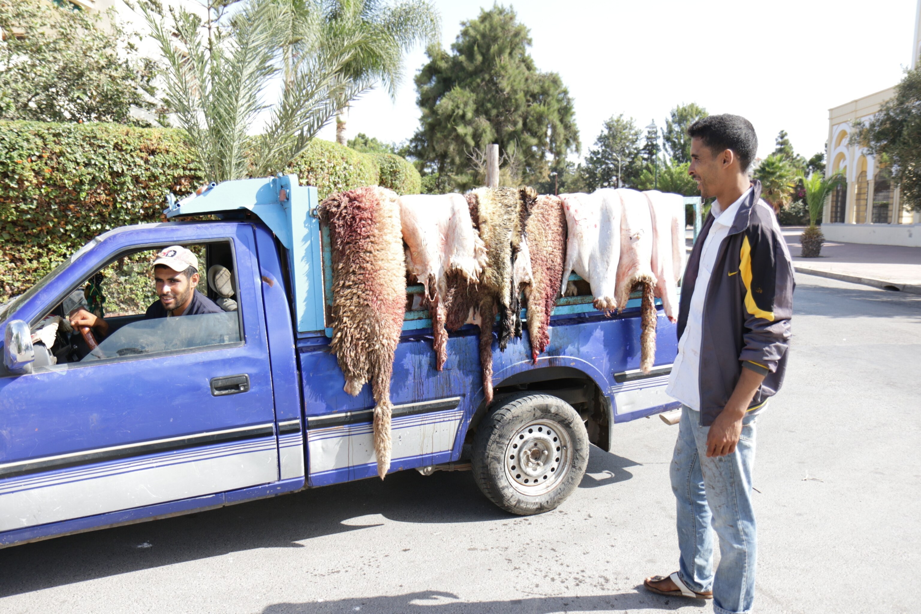 man collects sheepskins