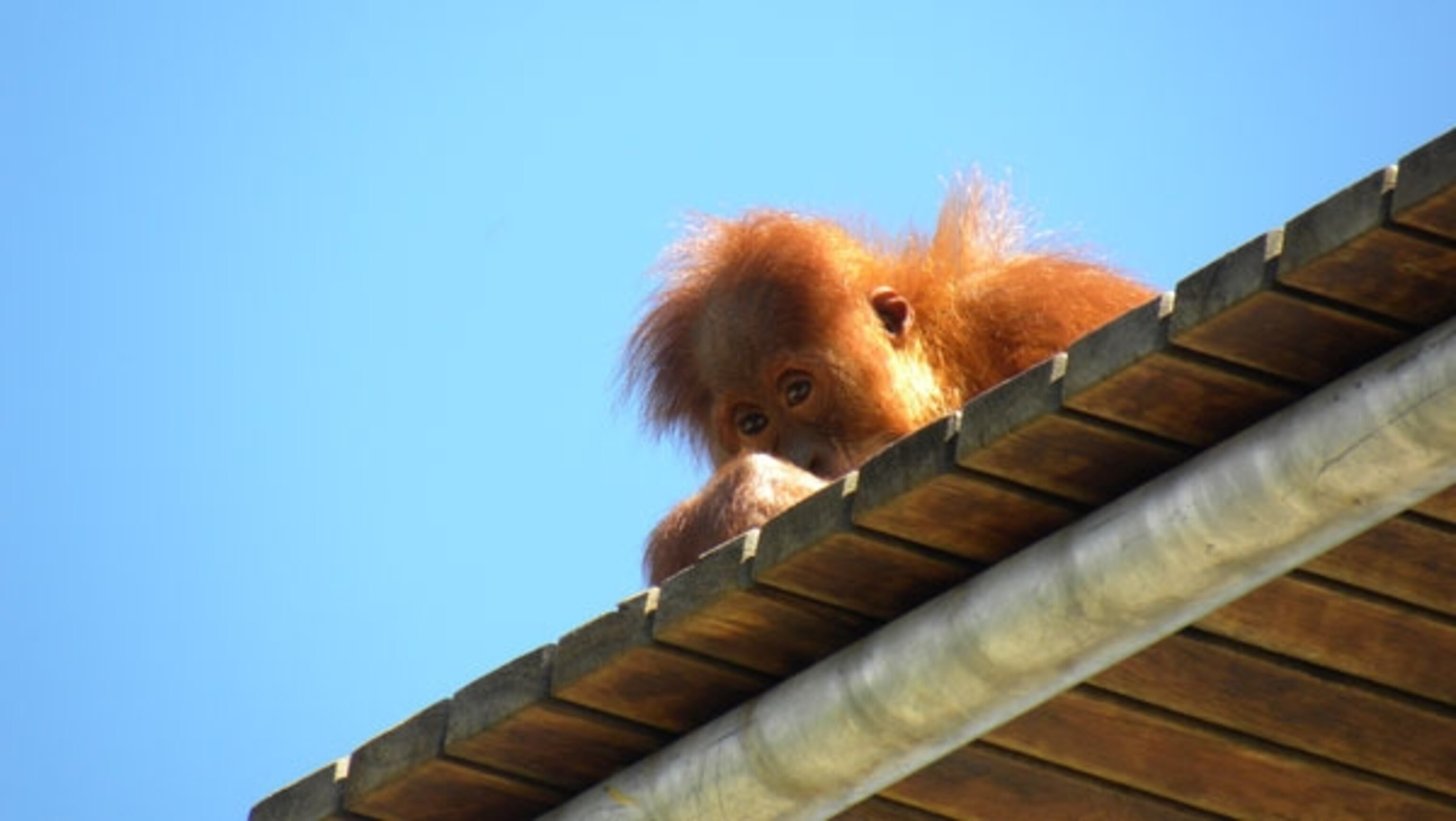 Orangutan_baby_peering