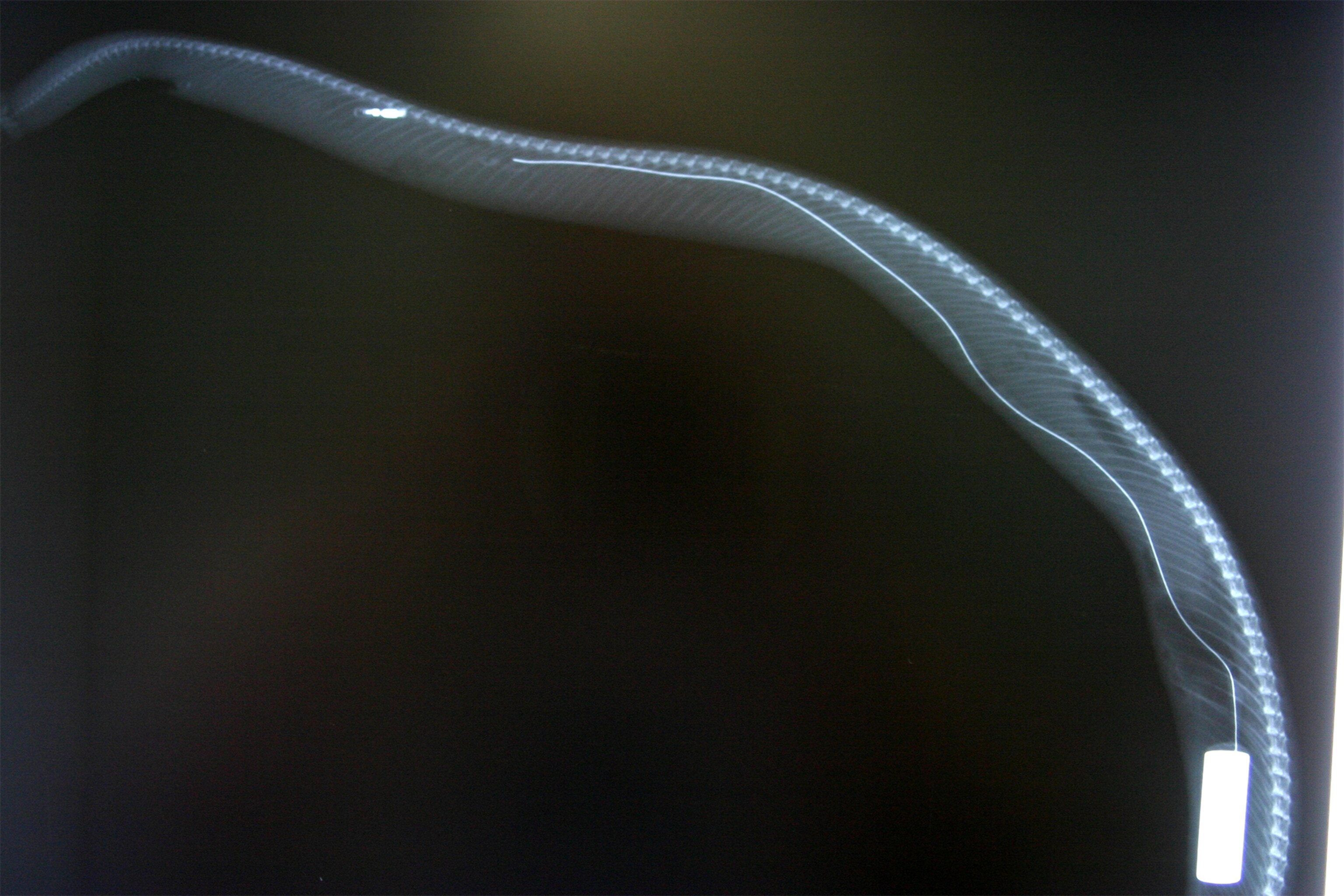 a mountain lion collared by the WWF.