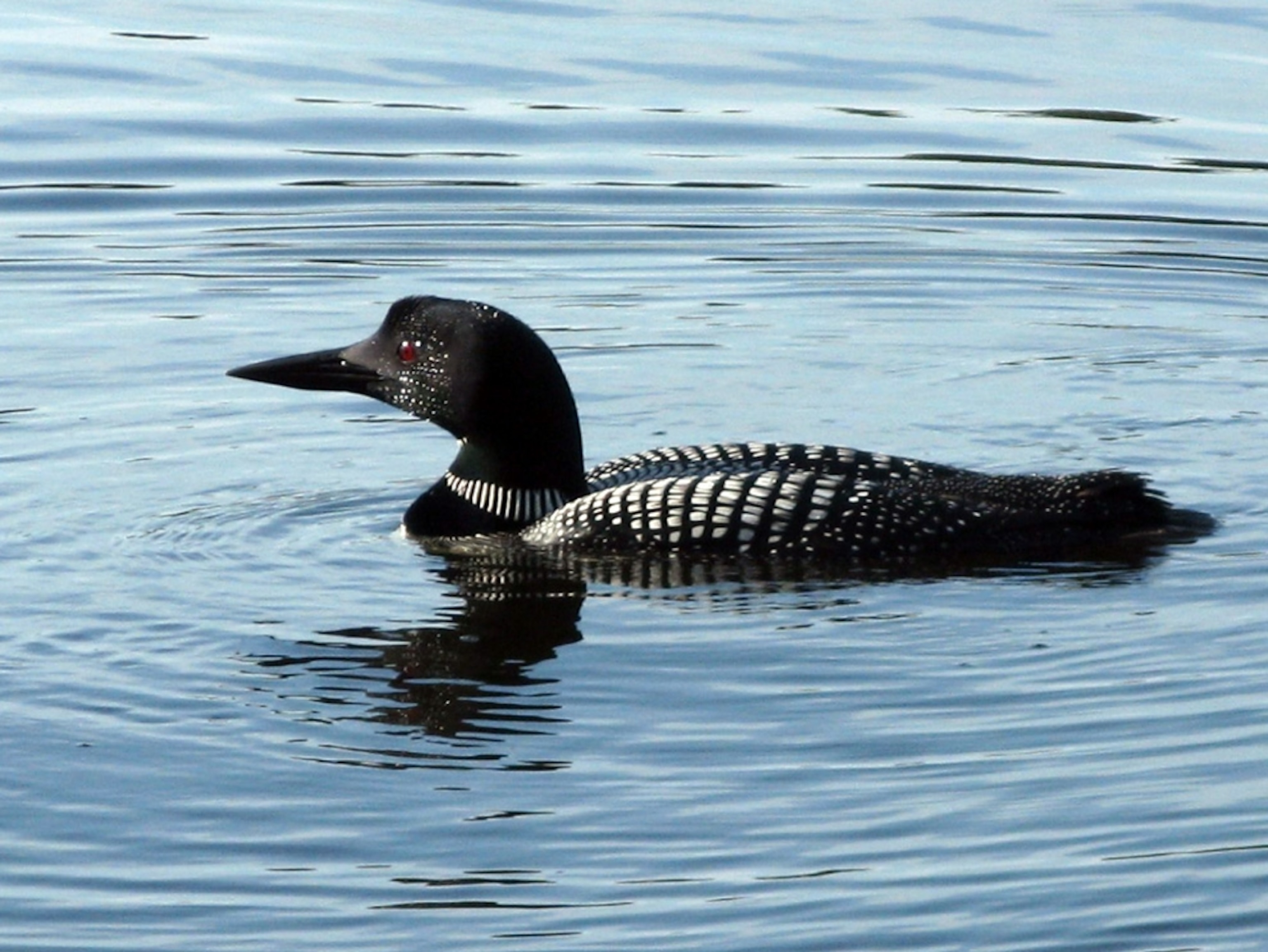 A loon swimming