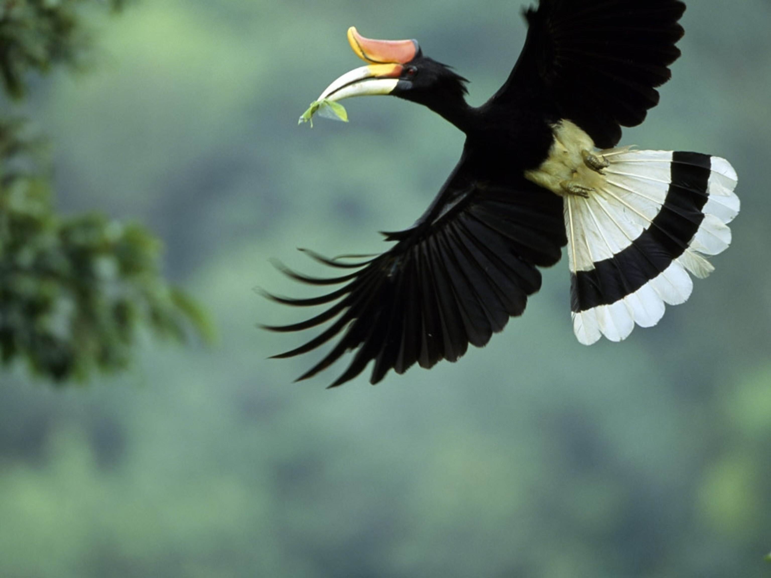 A black-and-white bird flying to a tree