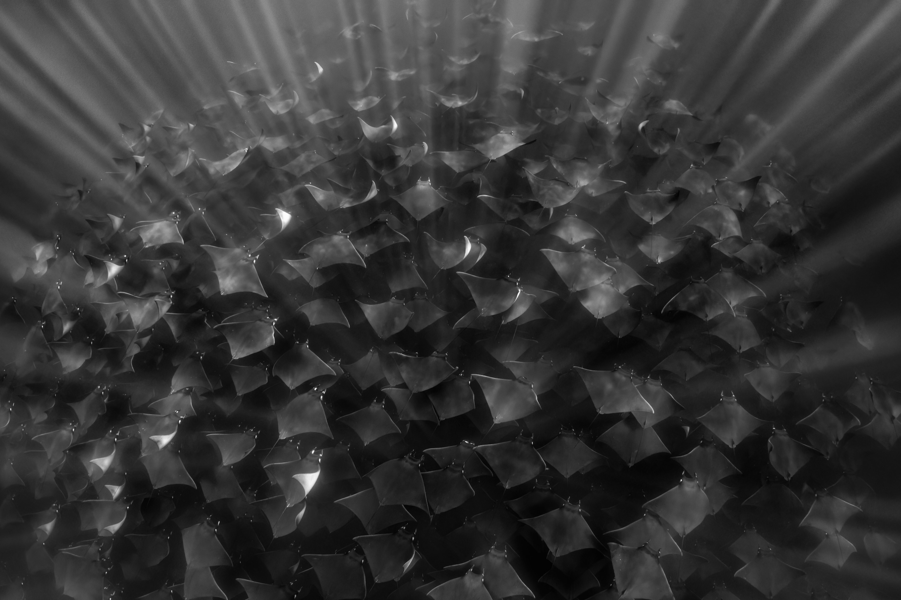 Mobula rays swim underwater in mass numbers as light shines down on them