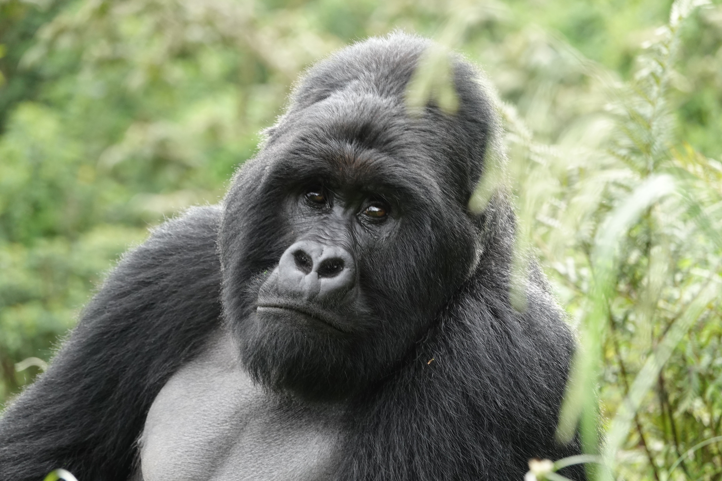 Gorilla