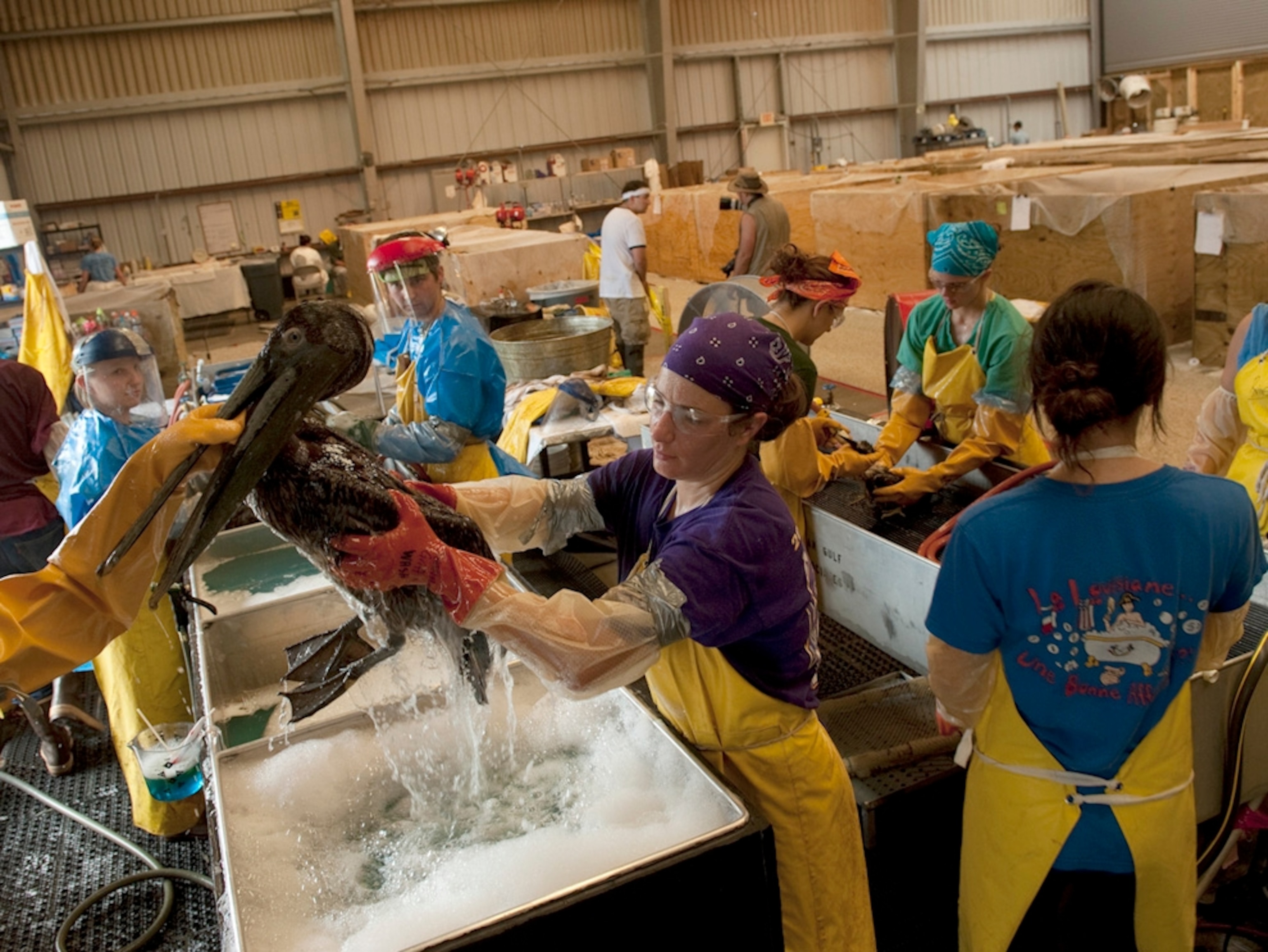 People in aprons wash pelicans in soapy water