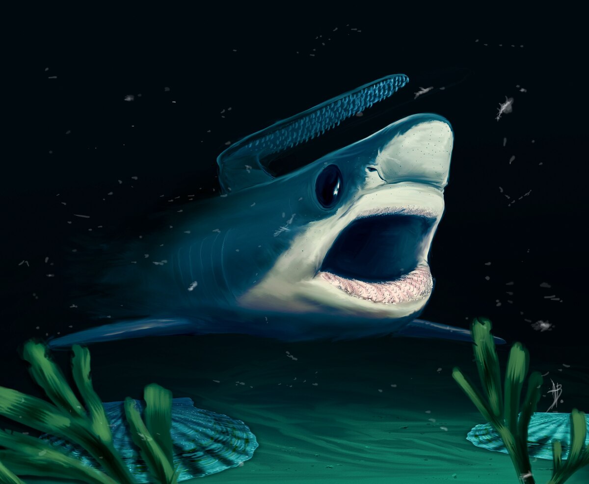 Spiky-Headed Sharks Survived Mass Extinction, Surprising Scientists