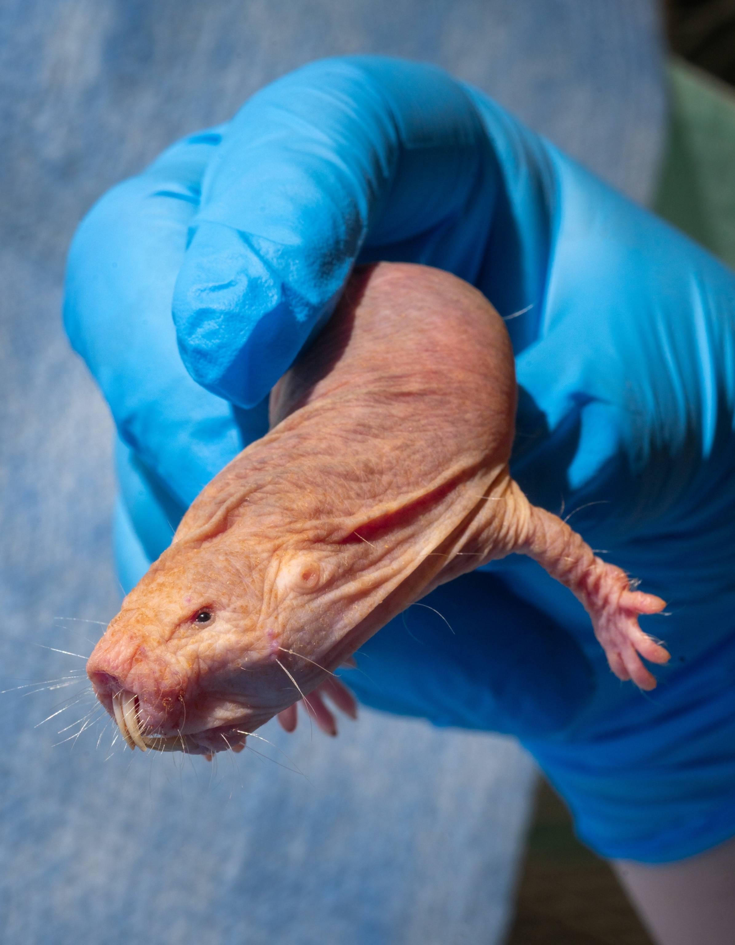 Right hand in blue glove holding a rodent with saber like teeth.