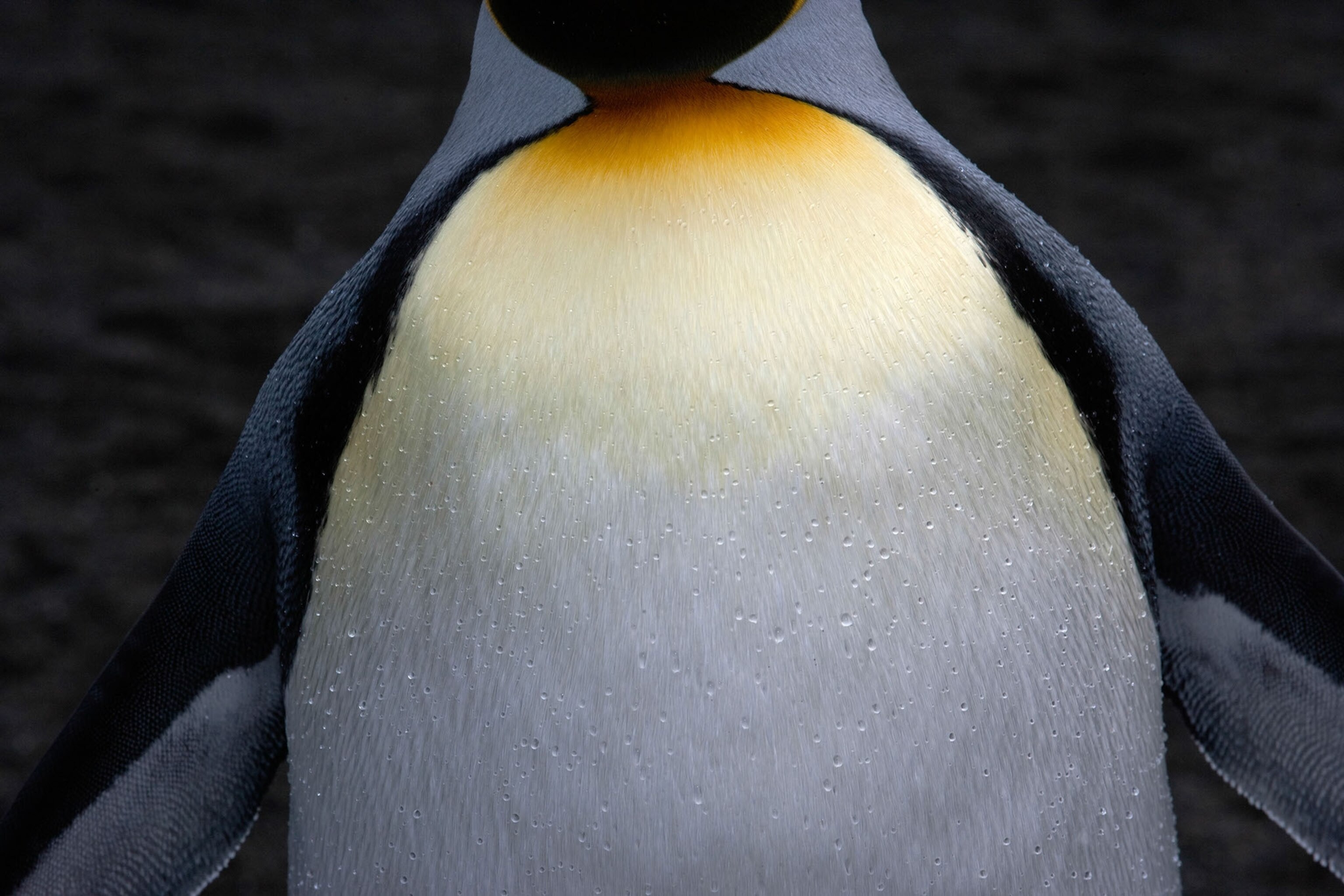 penguin plumage