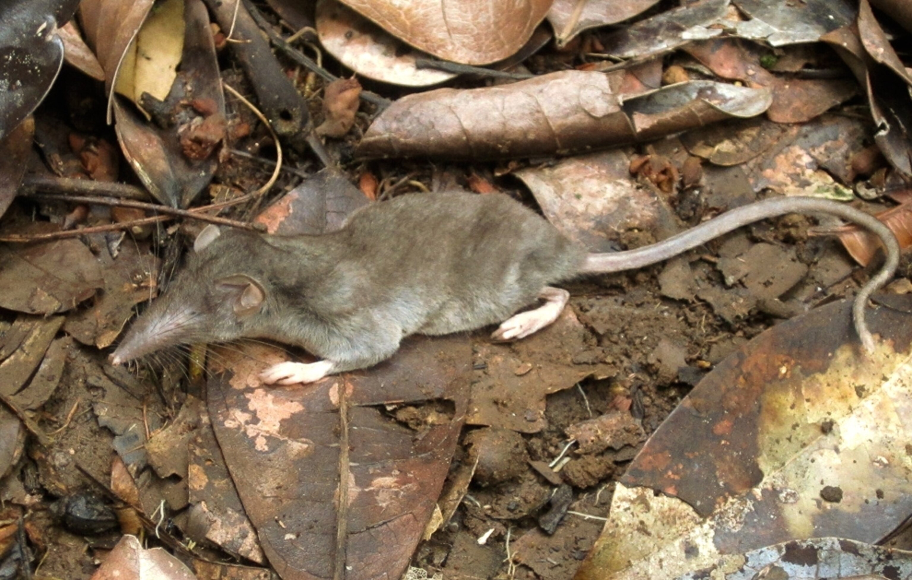 Shrew picture: Crocidura elongata in Indonesia