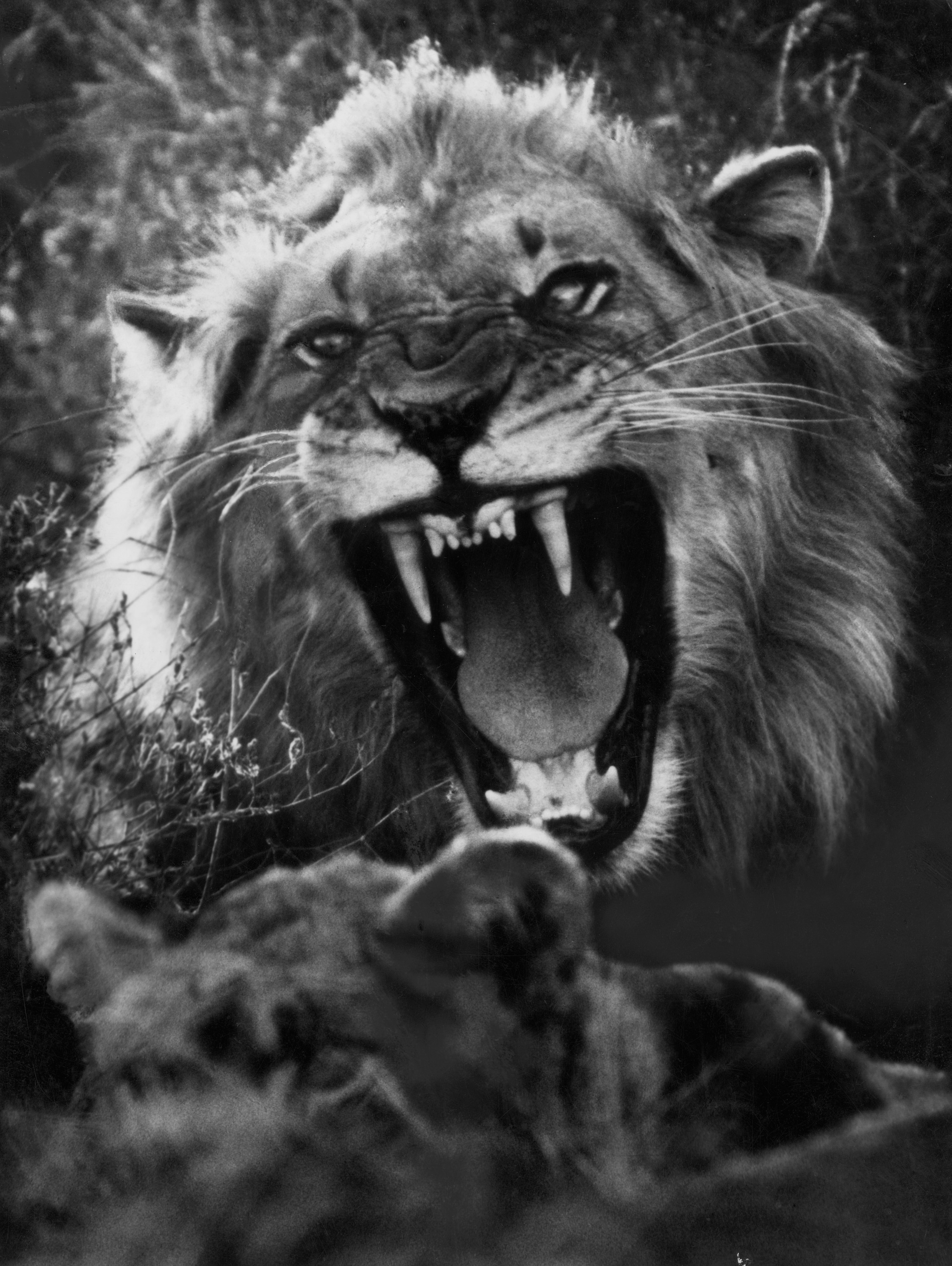 A lion roars at the camera.