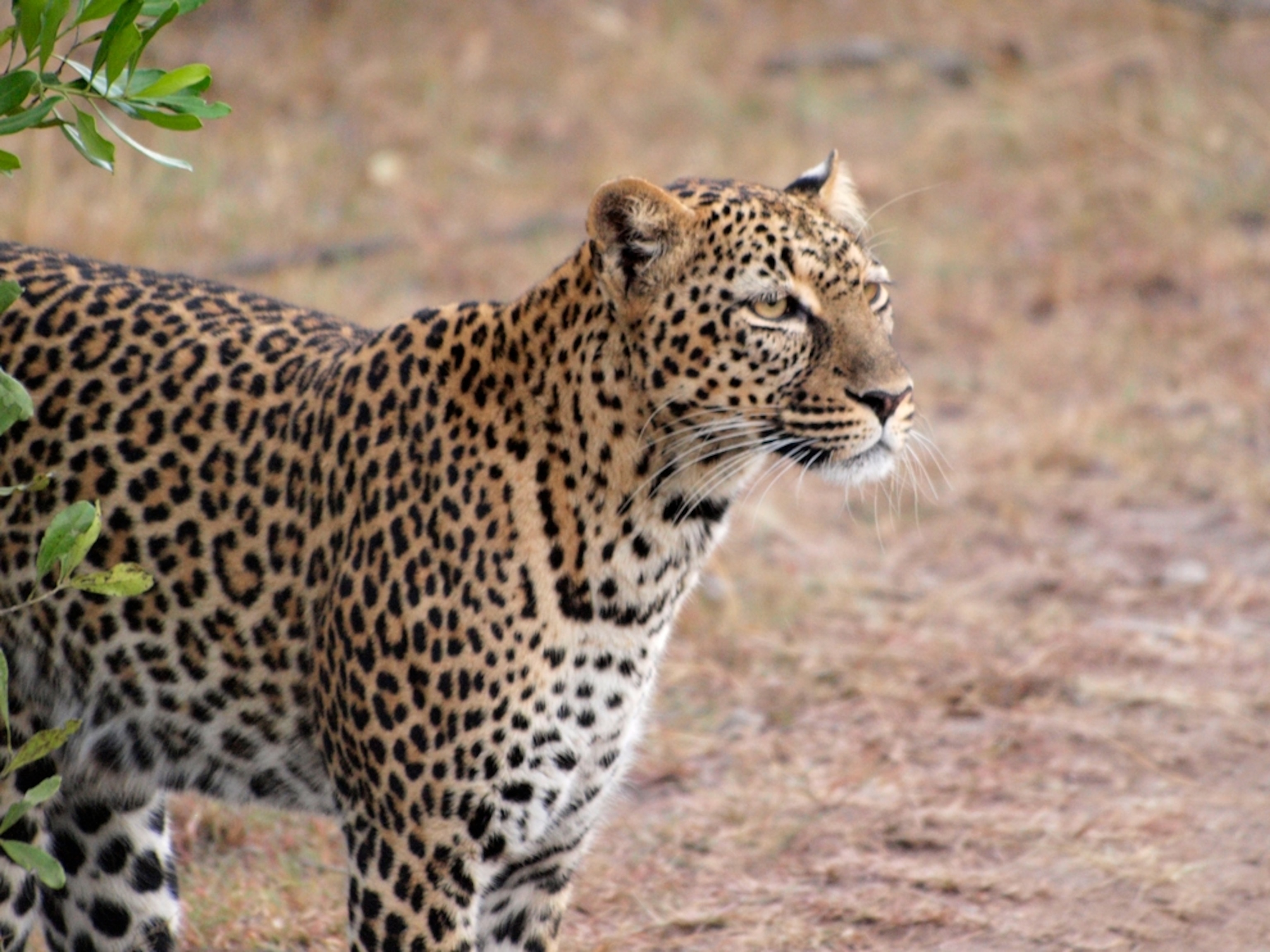 Leopard on the Masai Mara, Kenya, Africa