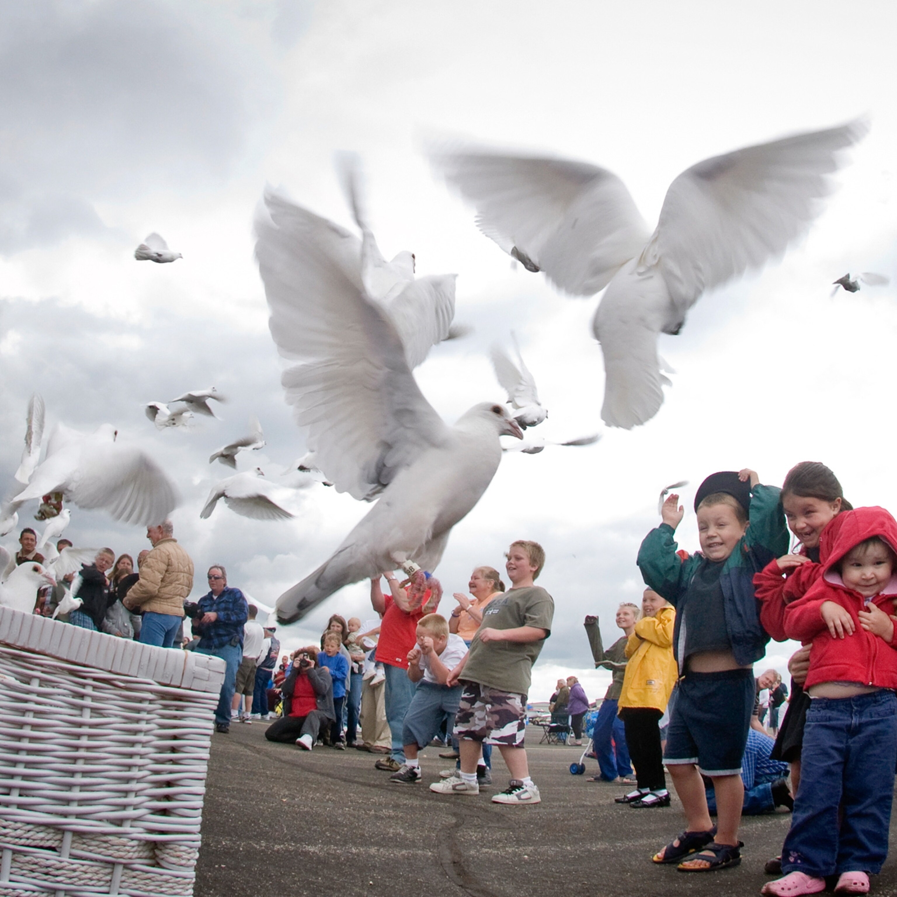 New Theory On How Homing Pigeons Find Home