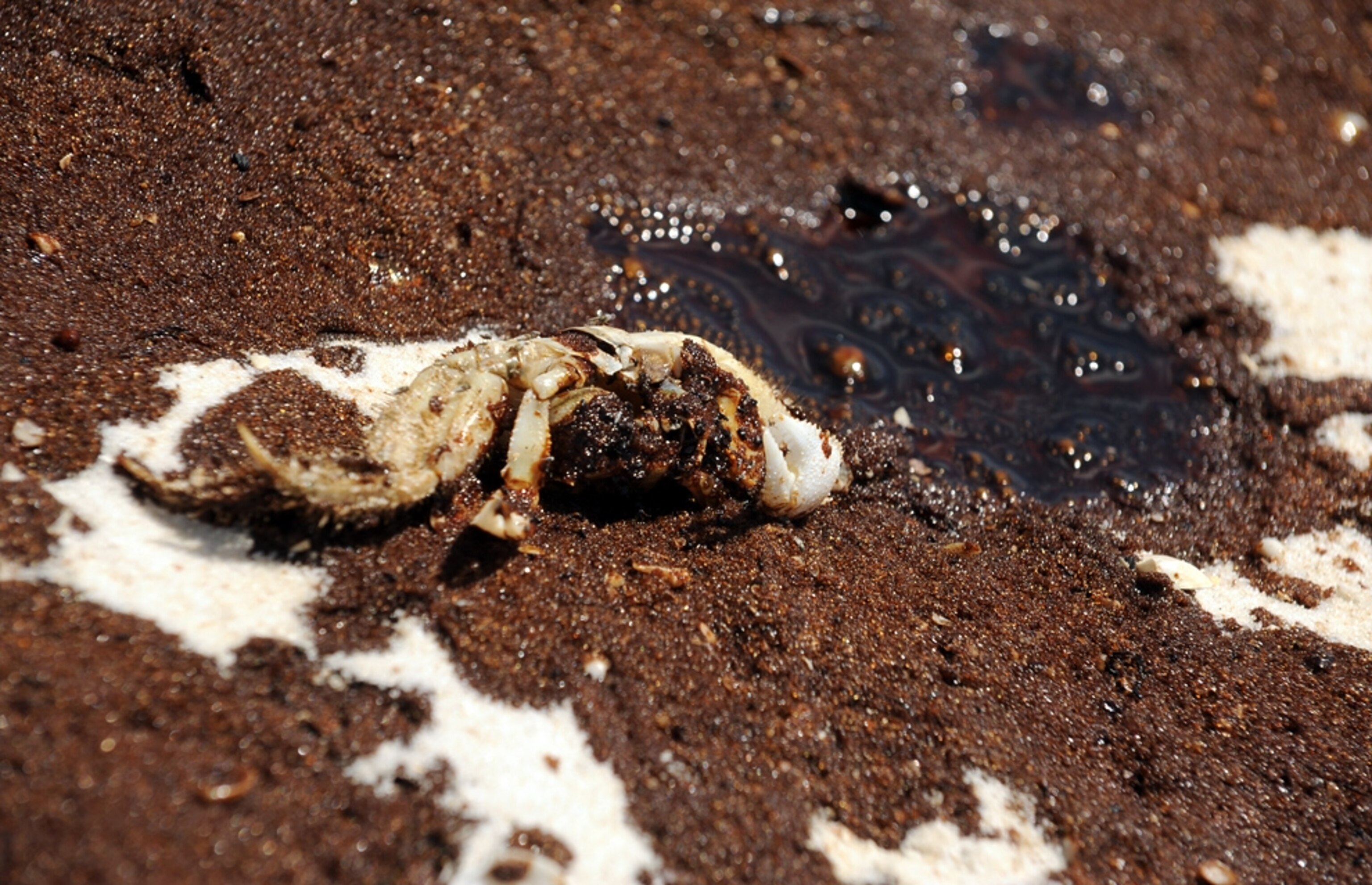 A crab is coated with oil from the Gulf oil spill