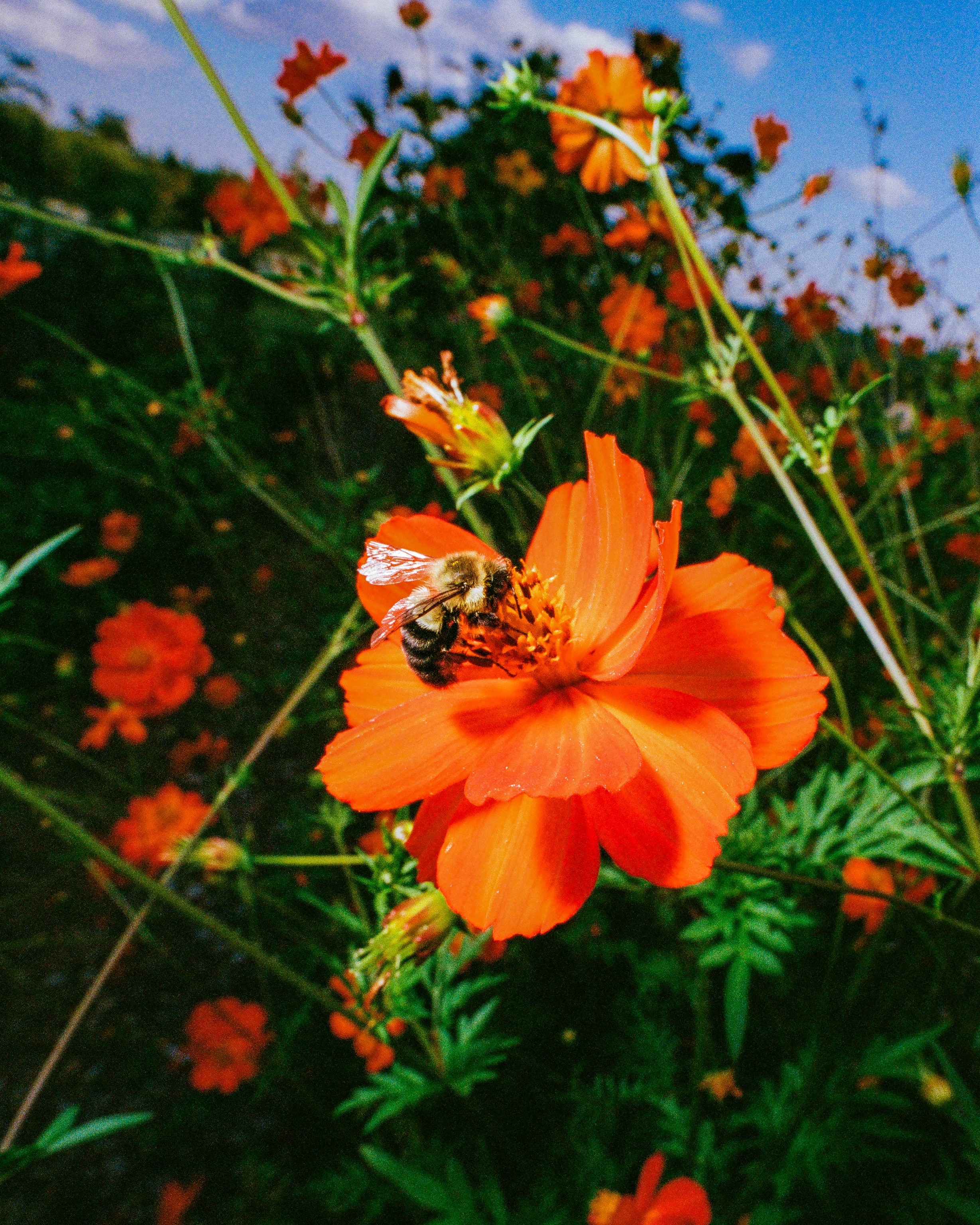 Bee on an orange cosmo flower.