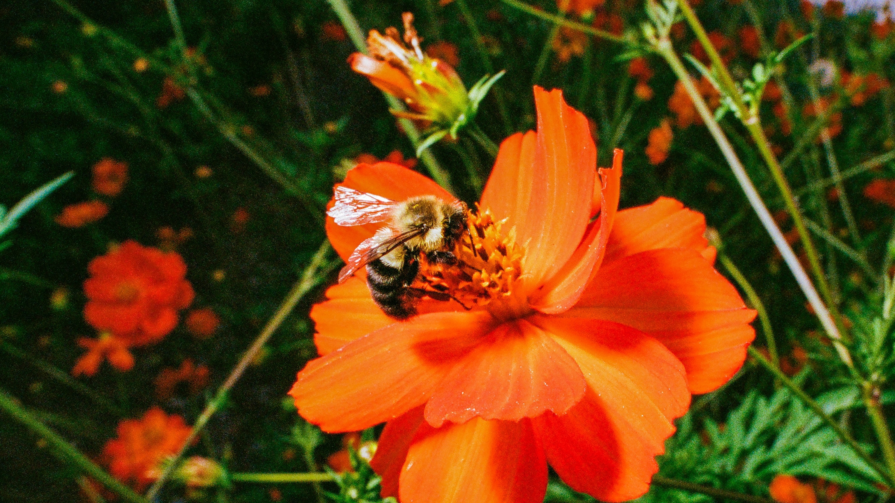 Hot Days Are Hard on Bees. Here’s How You Can Help Them Cool Off.