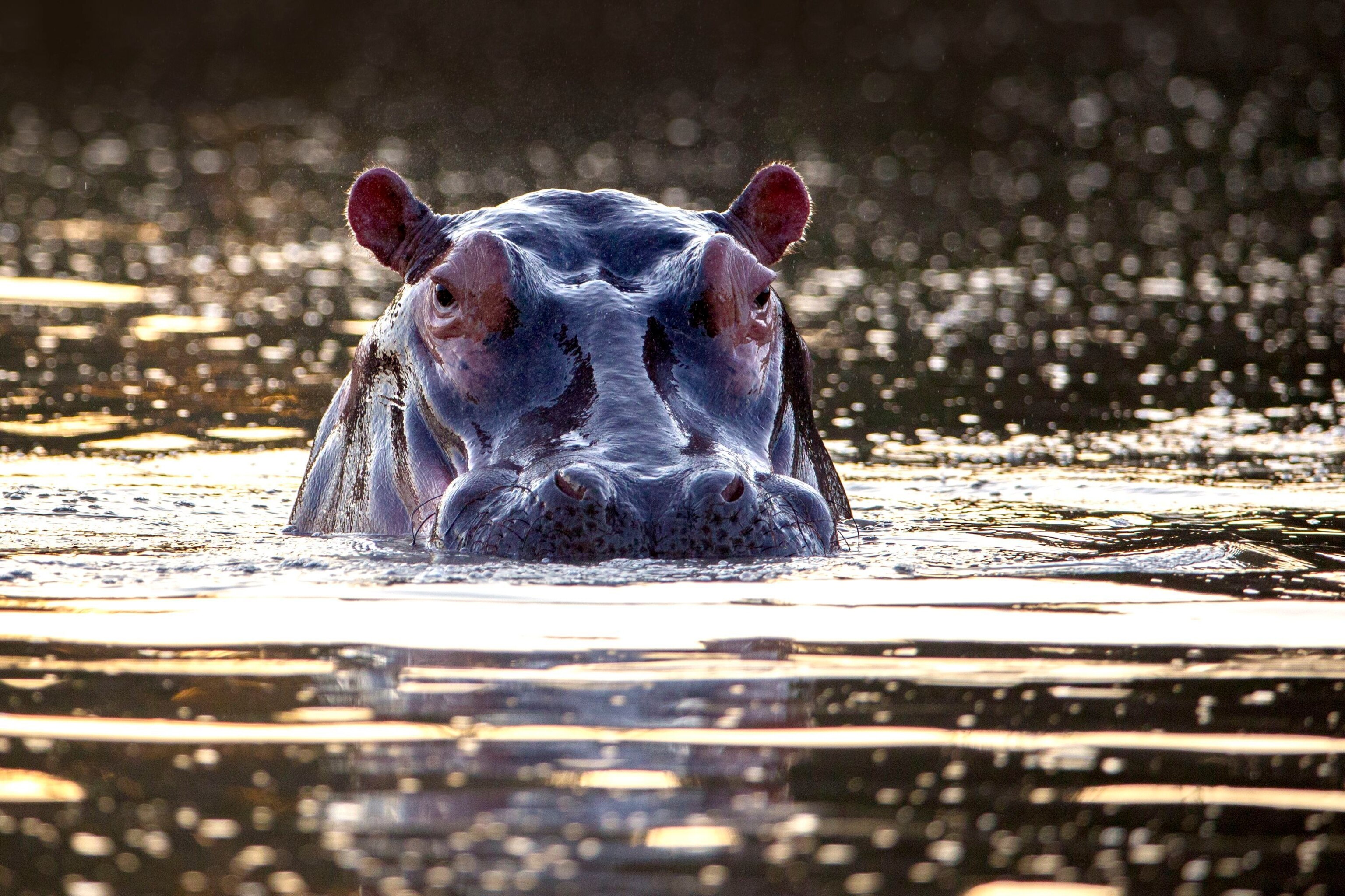 Hippopotamus National Geographic