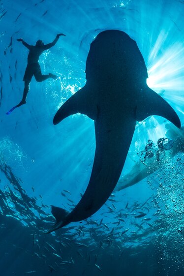 Picture of the silhouette of a diver next to a large whale shark, seen from below.