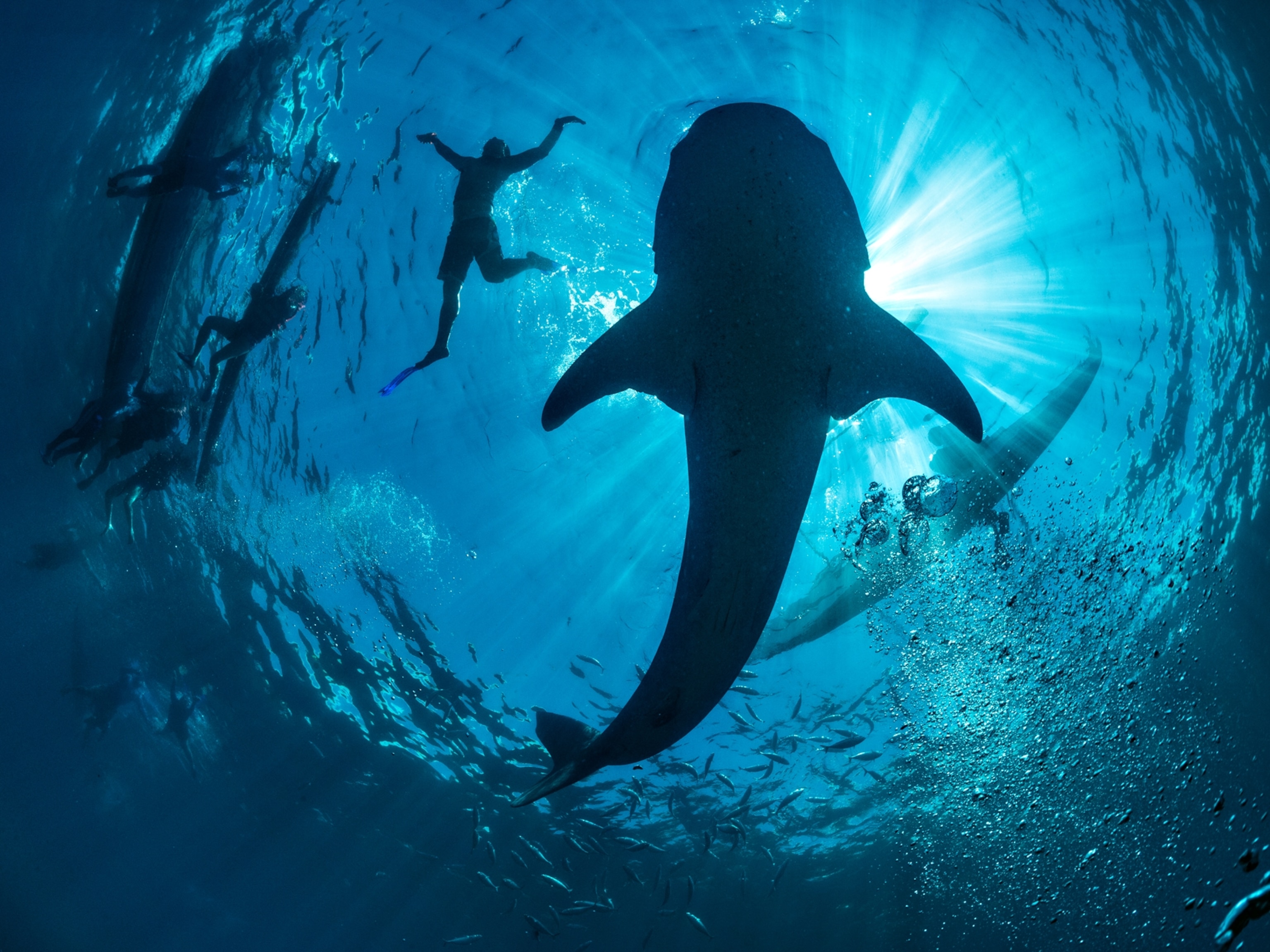 Coral reefs depend on lots of fish the size of jellybeans