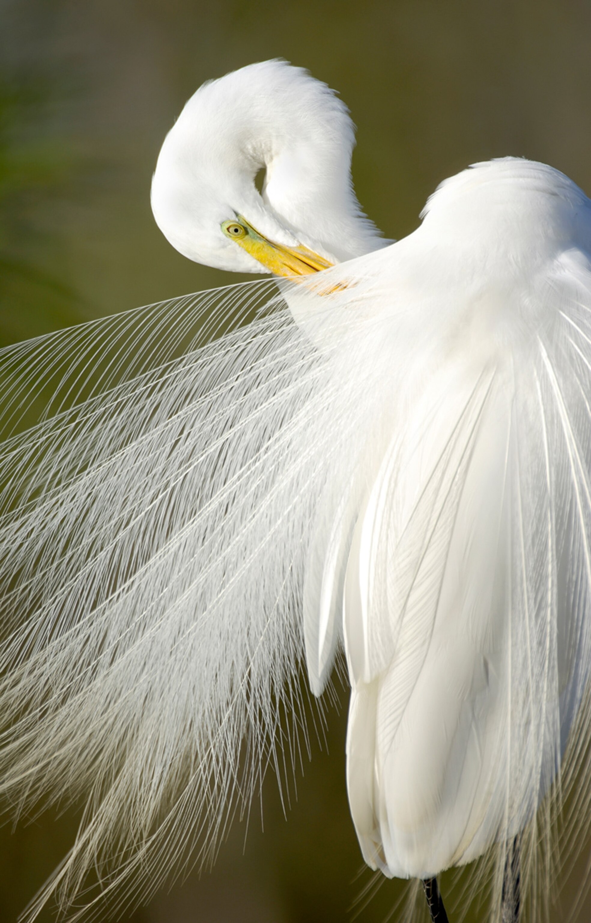 White egret picture