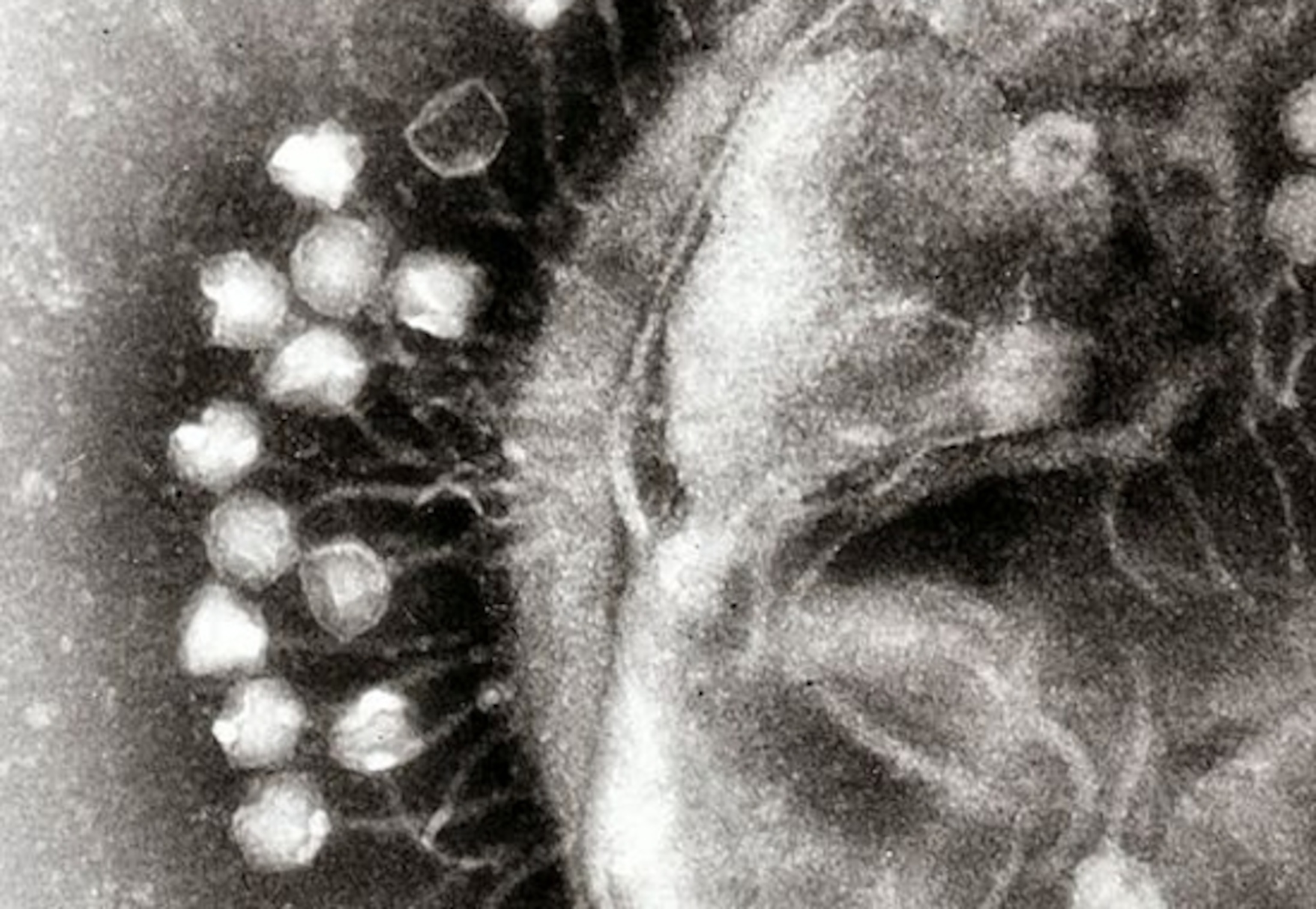 Credit: Dr Graham Beards