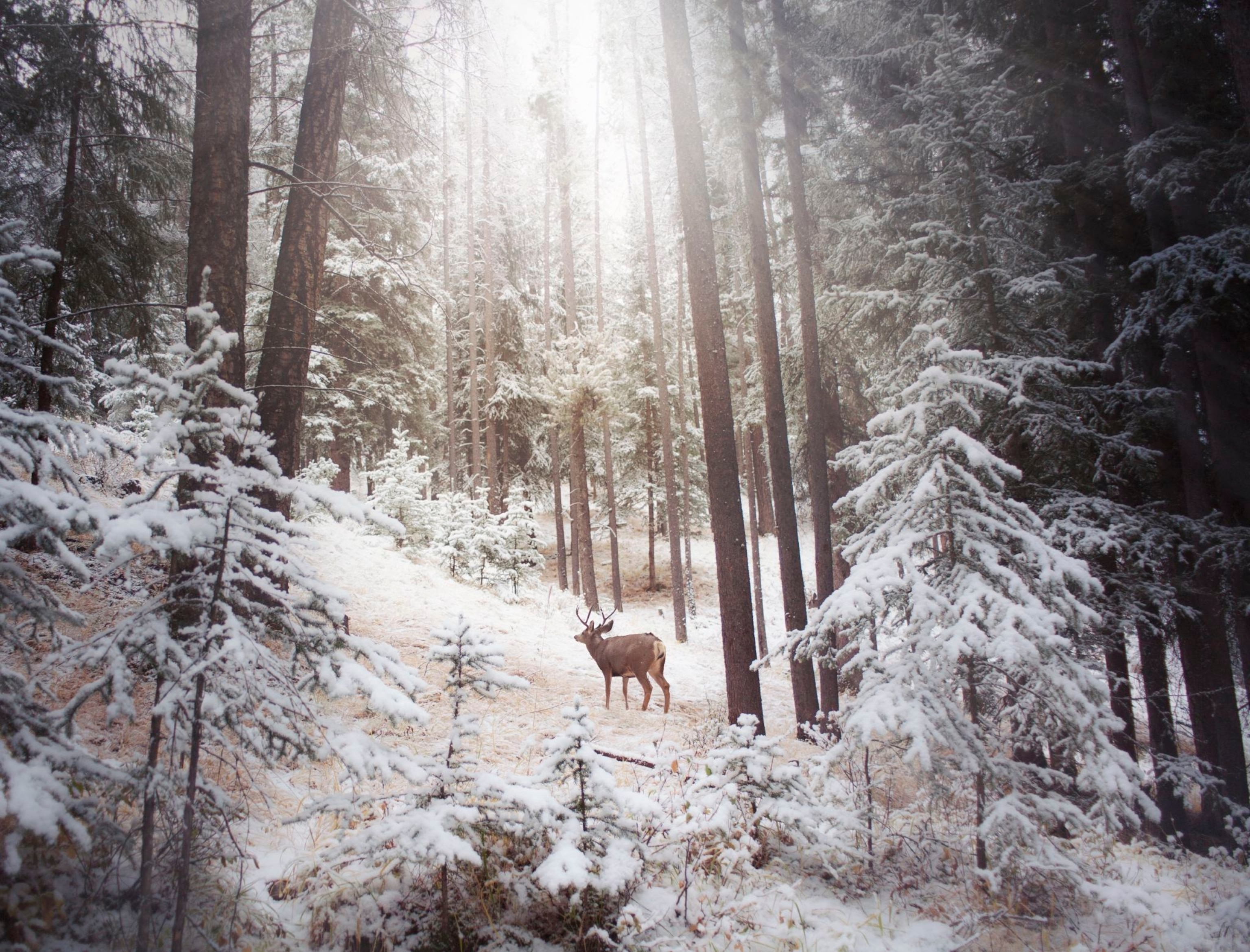 a deer in a snow covered forest in Banff National Park, Canada