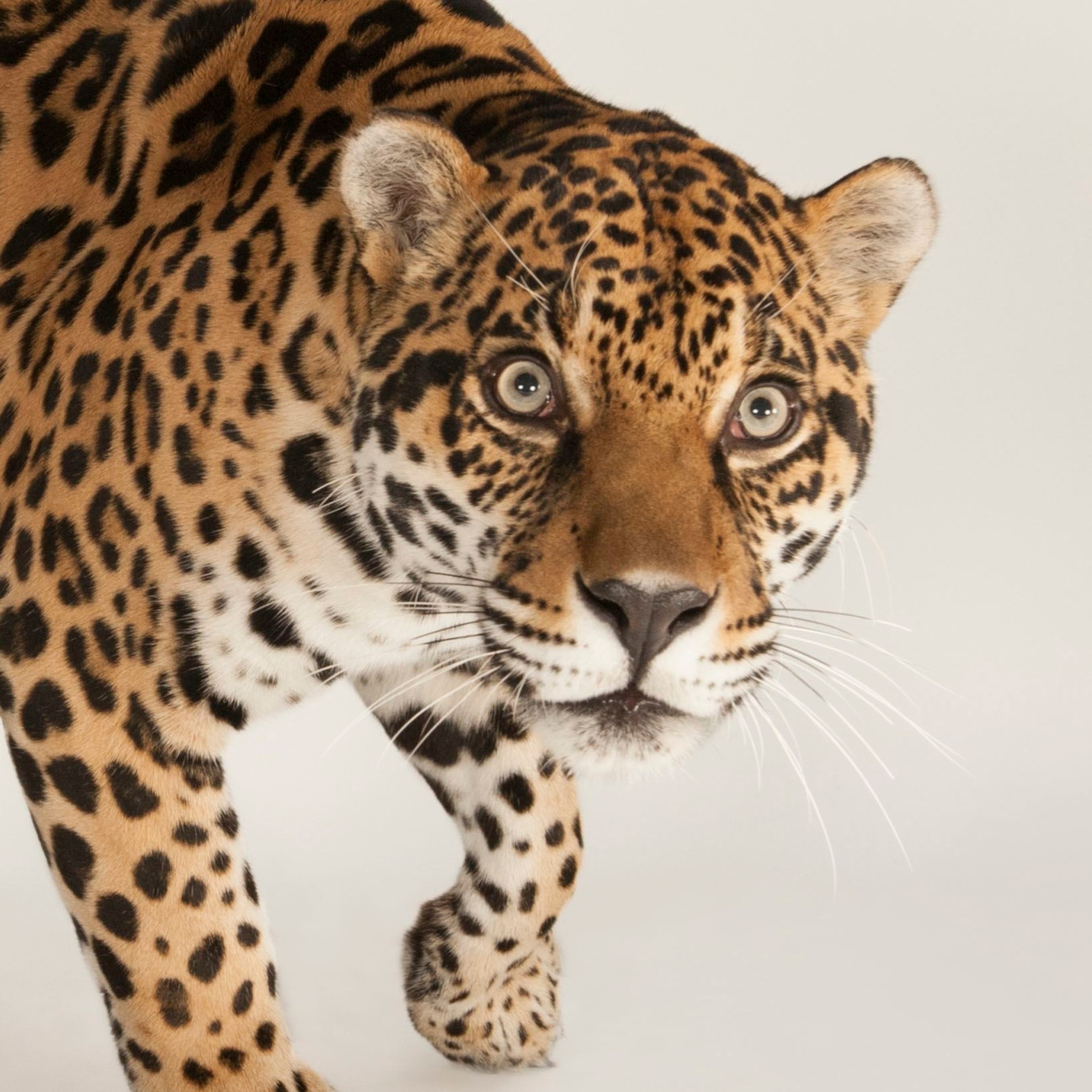 Jaguar, facts and photos