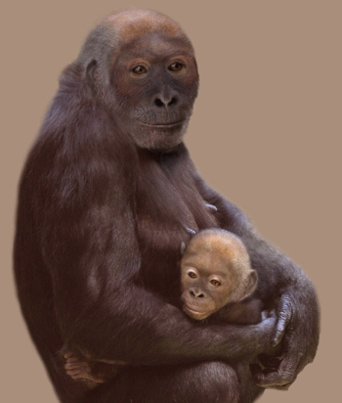 Philopithecus Old Apes and Bad Links