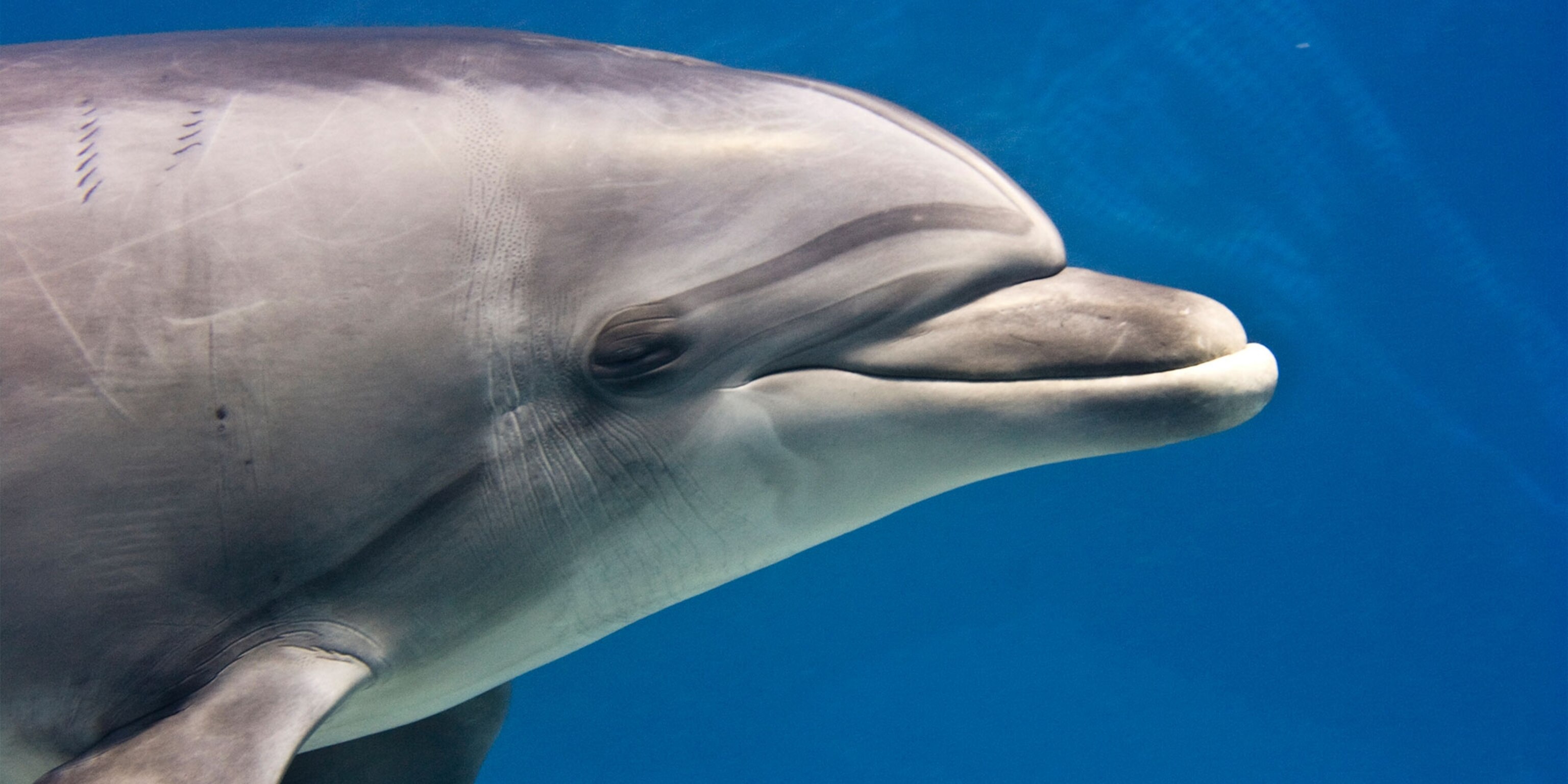 Dolphins sleep with one eye. Дельфин-Афалина. Дельфин фото. Дельфины фото. Дельфины спят.