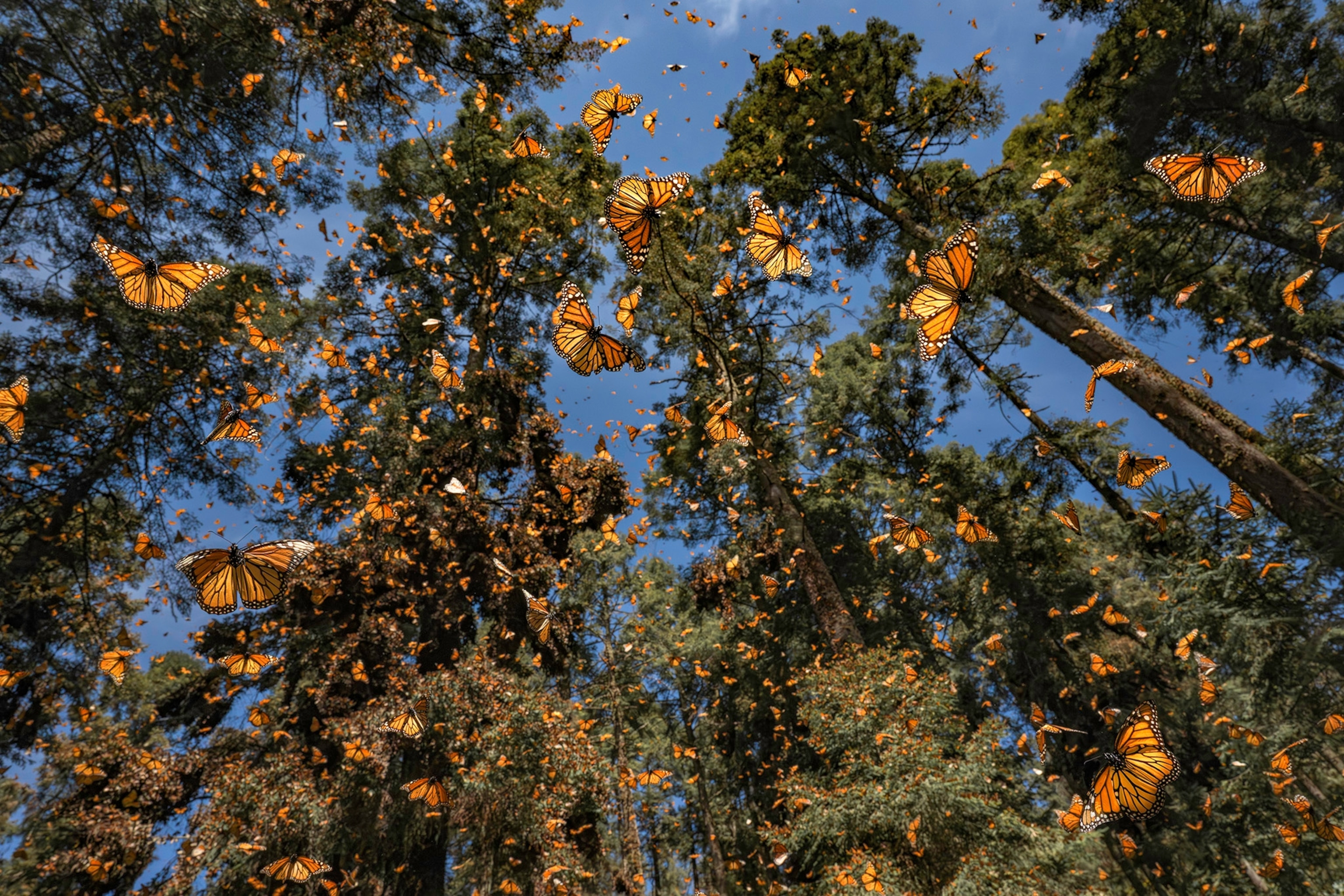 An upward shot of monarch butterflies flying in a forest against blue sky