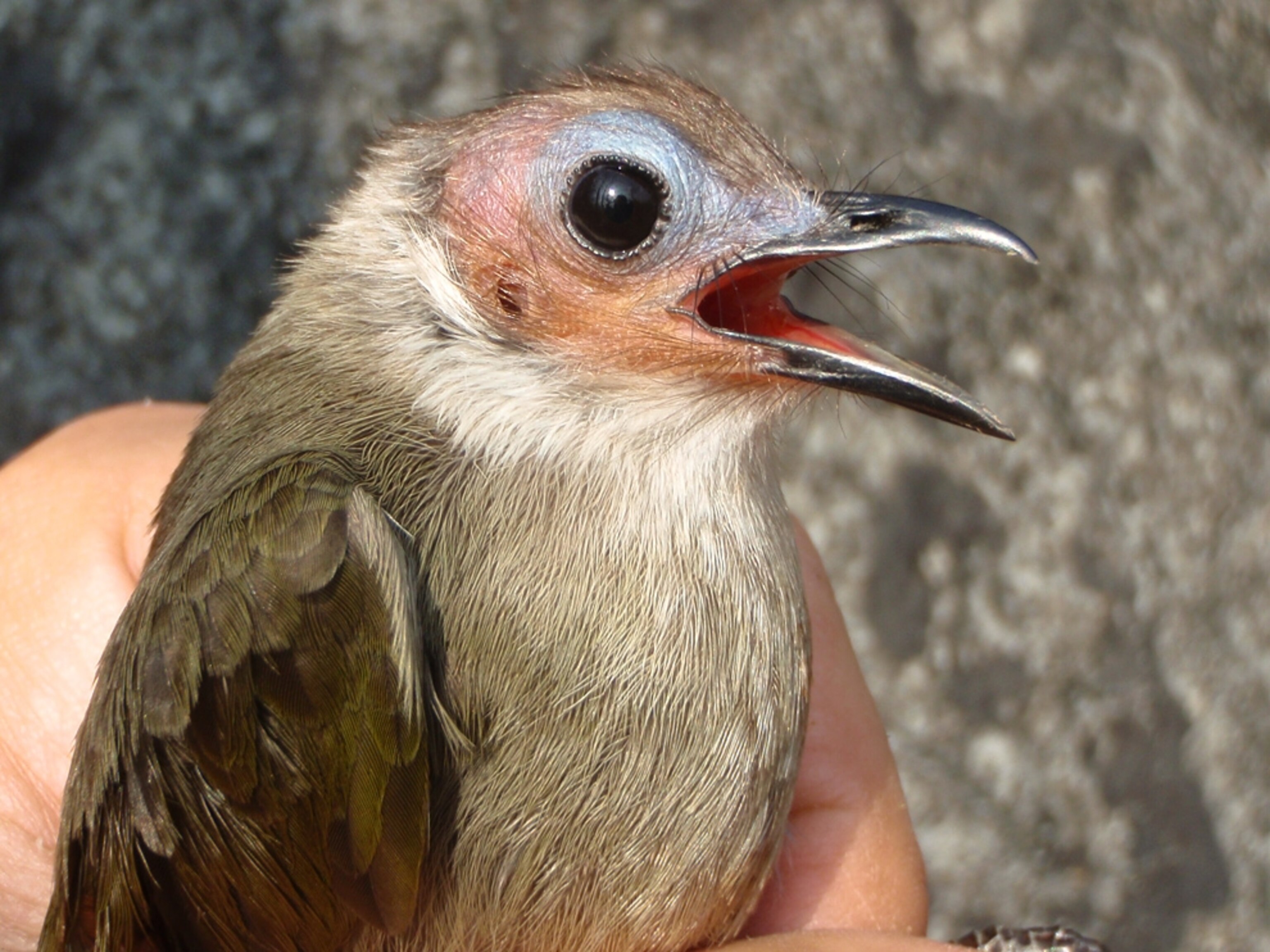 The tiny songbird has so few feathers on its head that it appears bald