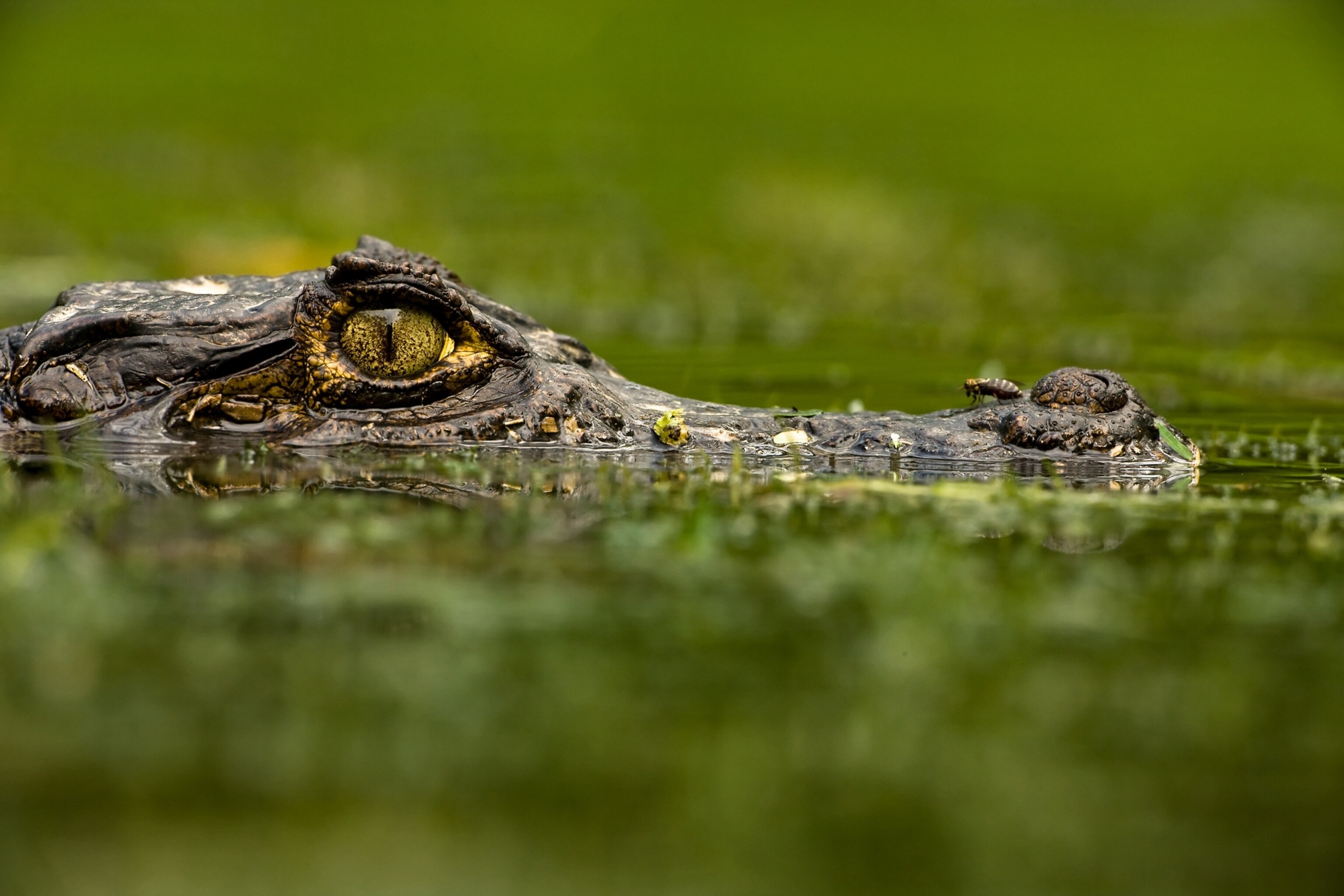 A spectacled caiman.