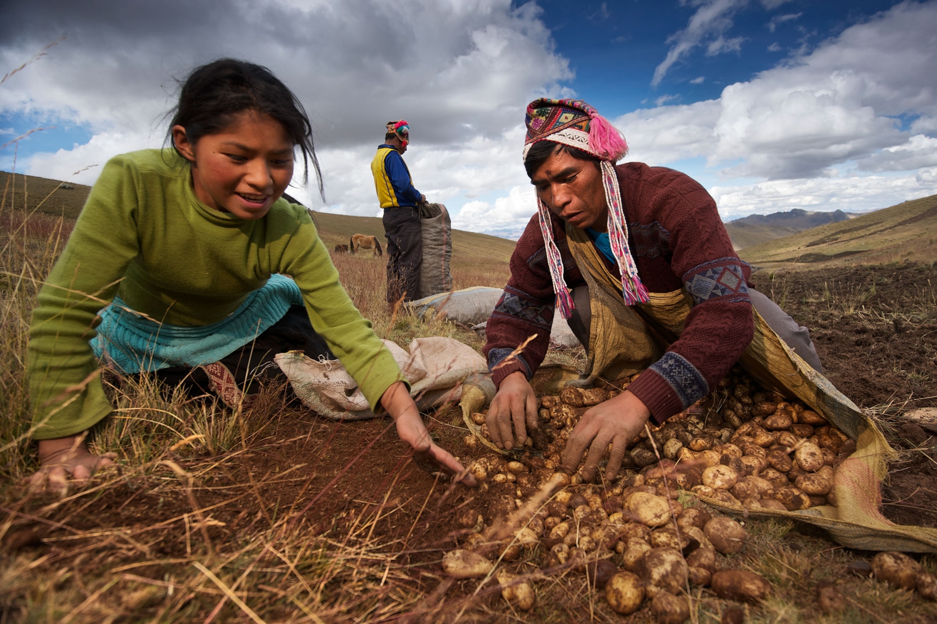 people harvesting potatoes