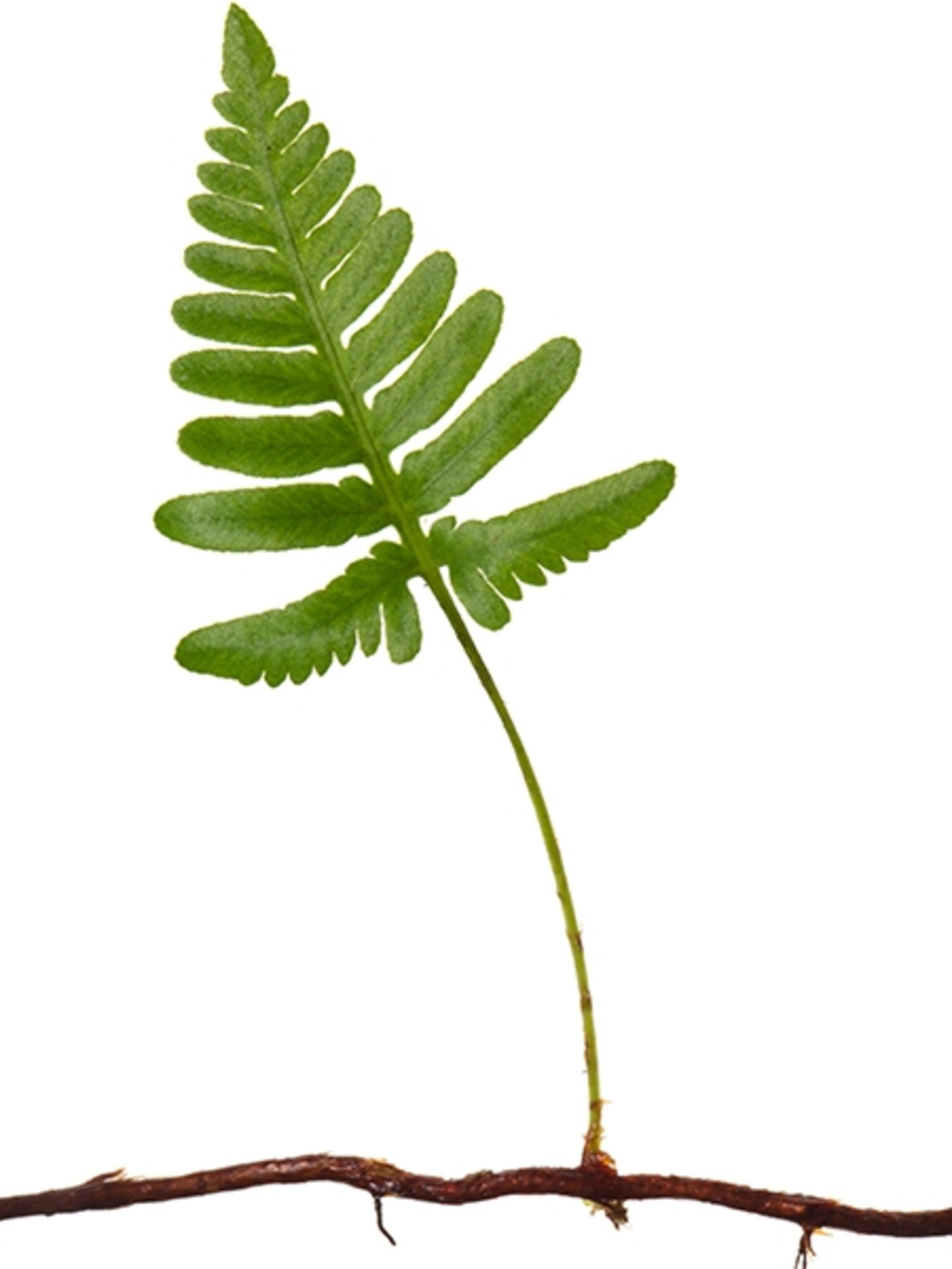 Scientific Name: Davallia pectinata / Humata pectinata,