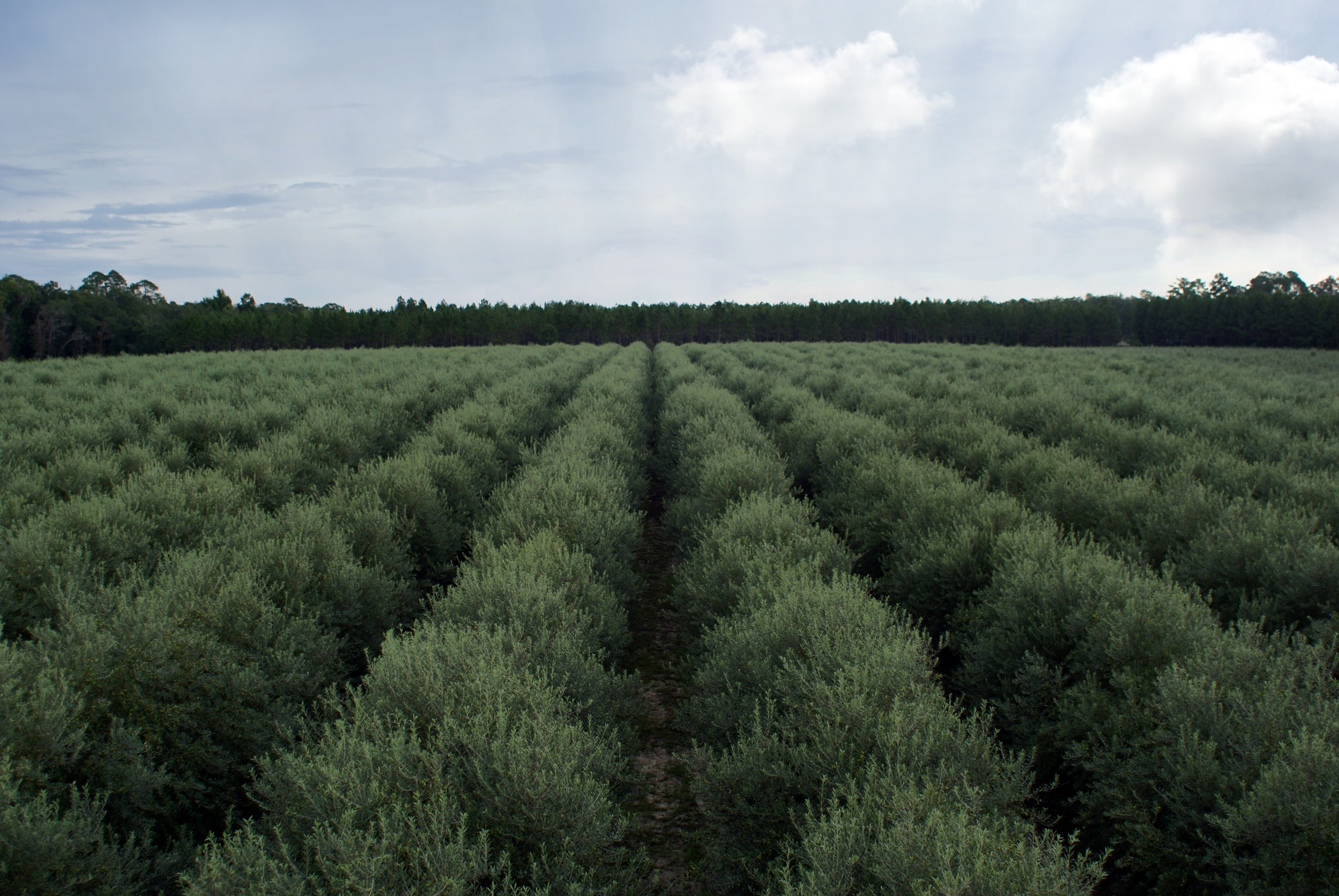 an olive farm.