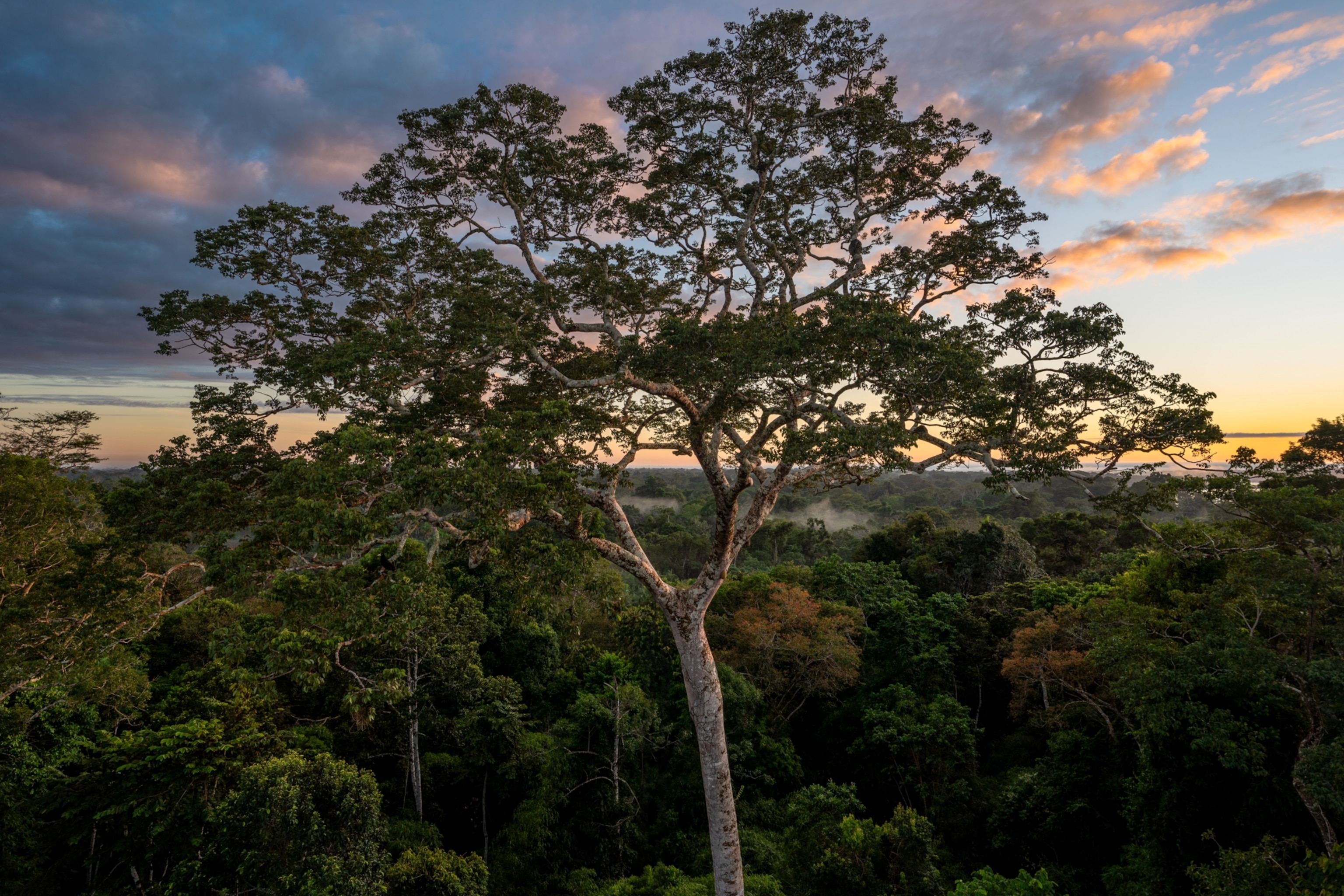 Large tree with a dense canopy stands in a lush jungle, set against a colorful sunset sky.