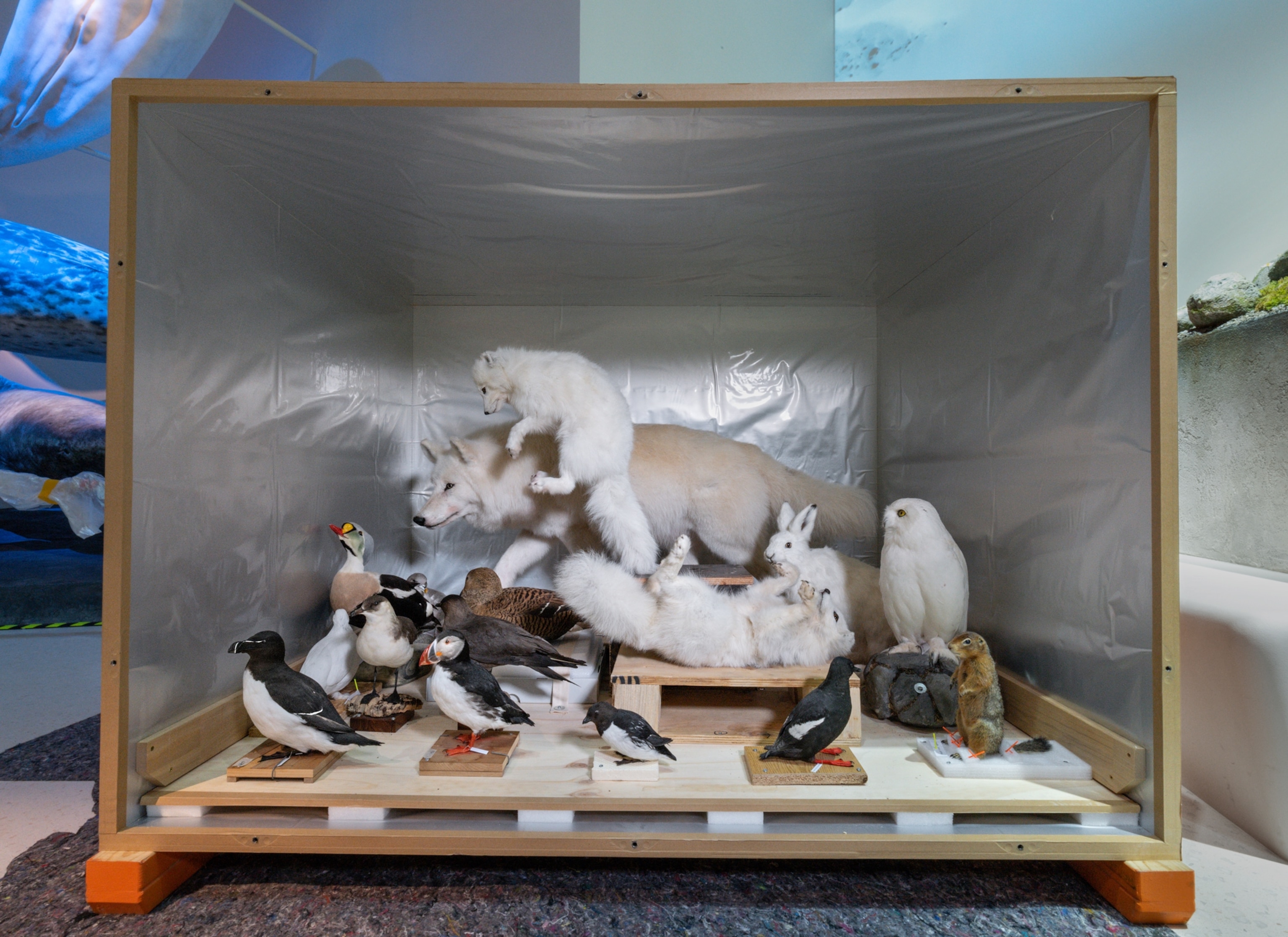 In a large cube container with a wood platform and silver-plastic lined walls are several animal specimens including a variety of birds and mammals.