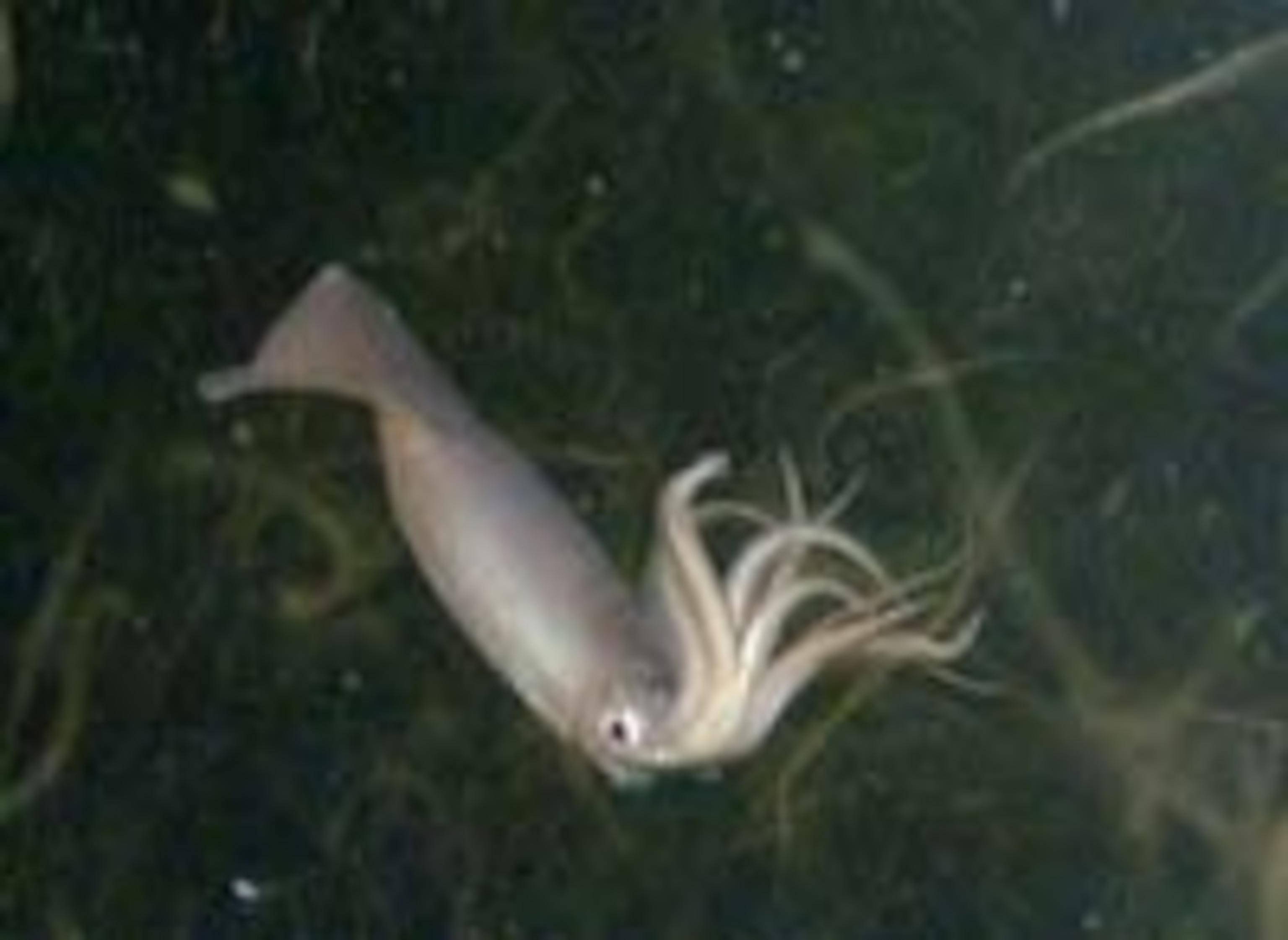 Humboldtsquid.jpg