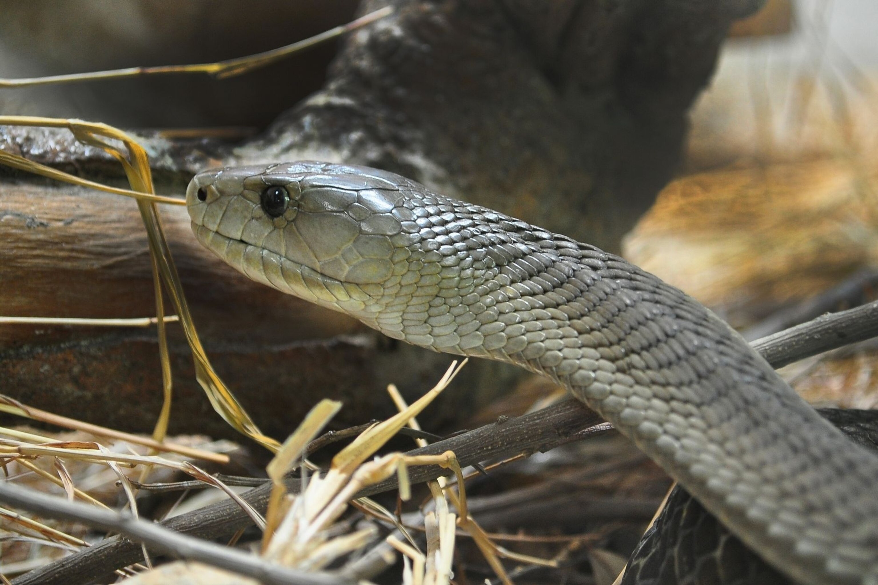 short black mamba
