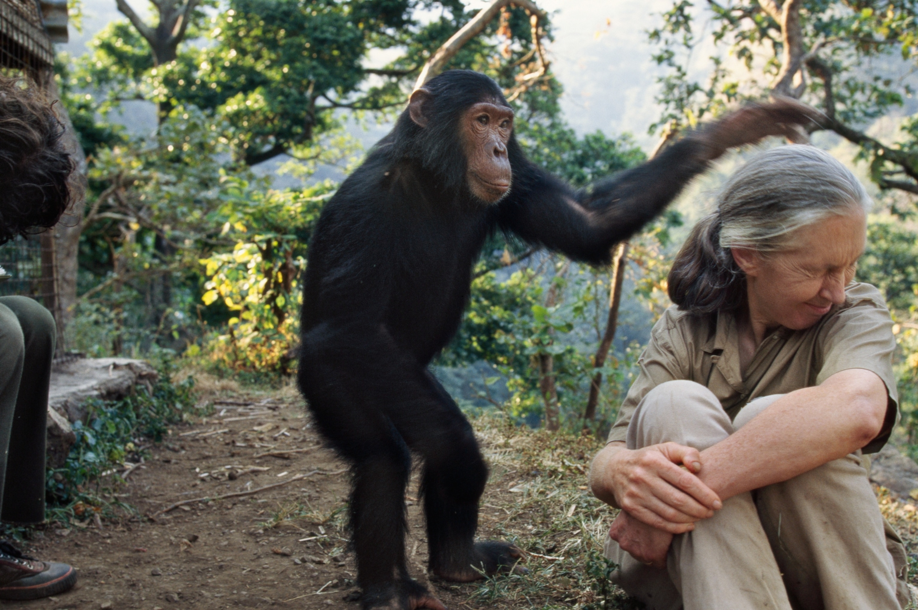 Jane is whacked playfully on the head by monkey.