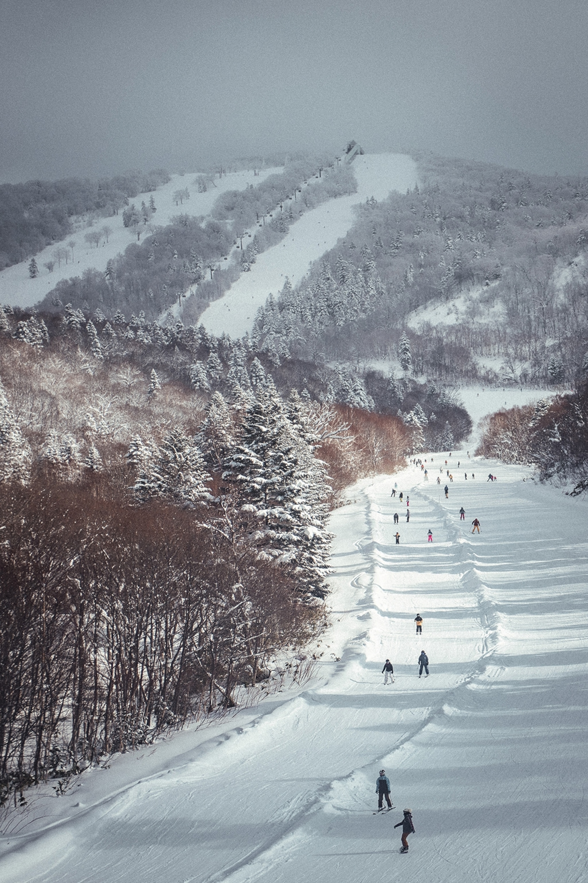 An aerial shot of a wide slope running through a powdery, winter forest with plenty of visitors skiing.