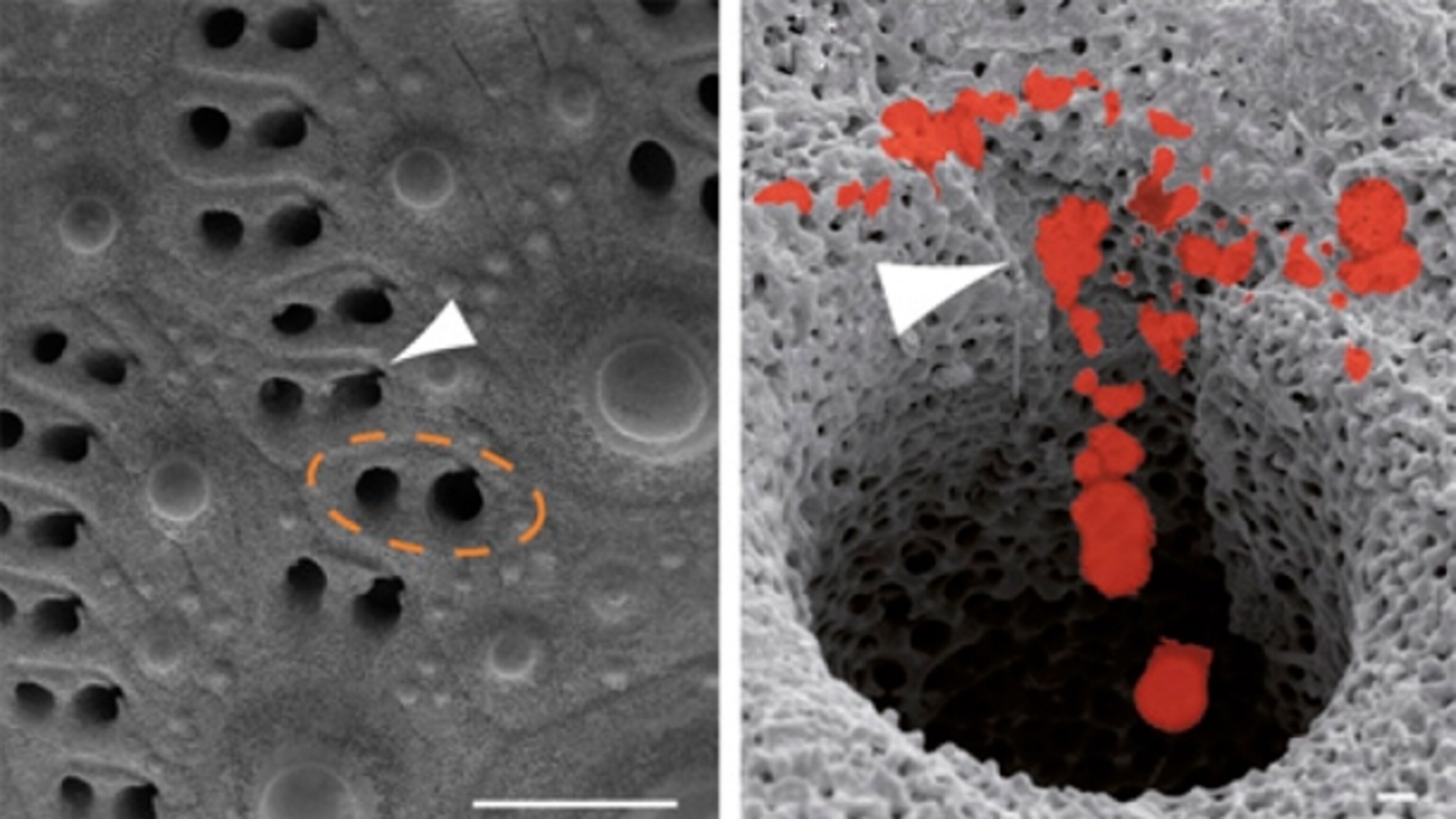 Sea urchins use their entire body as an eye