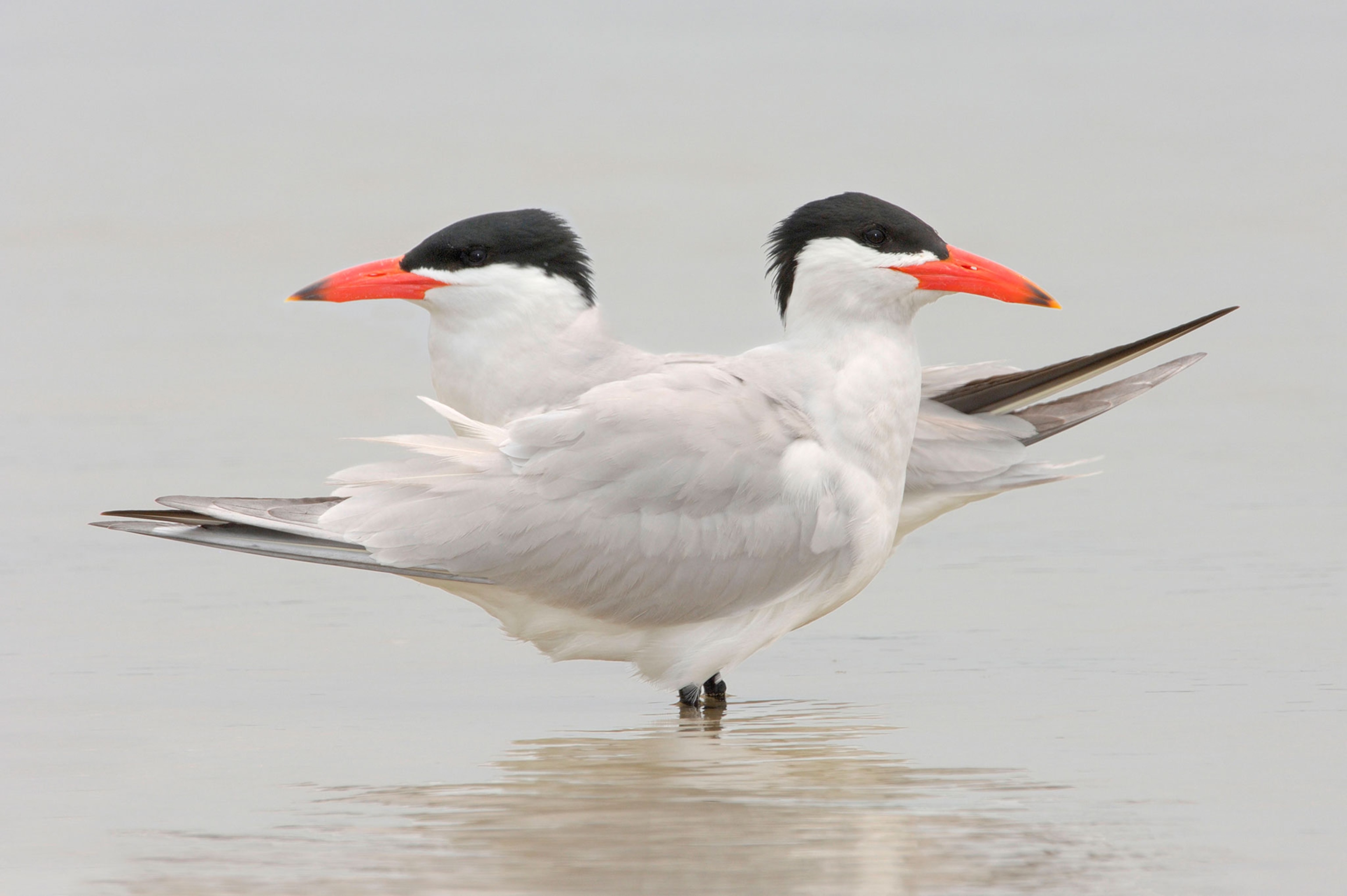 two Caspian terns