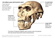 Beautiful Skull Spurs Debate On Human History National Geographic