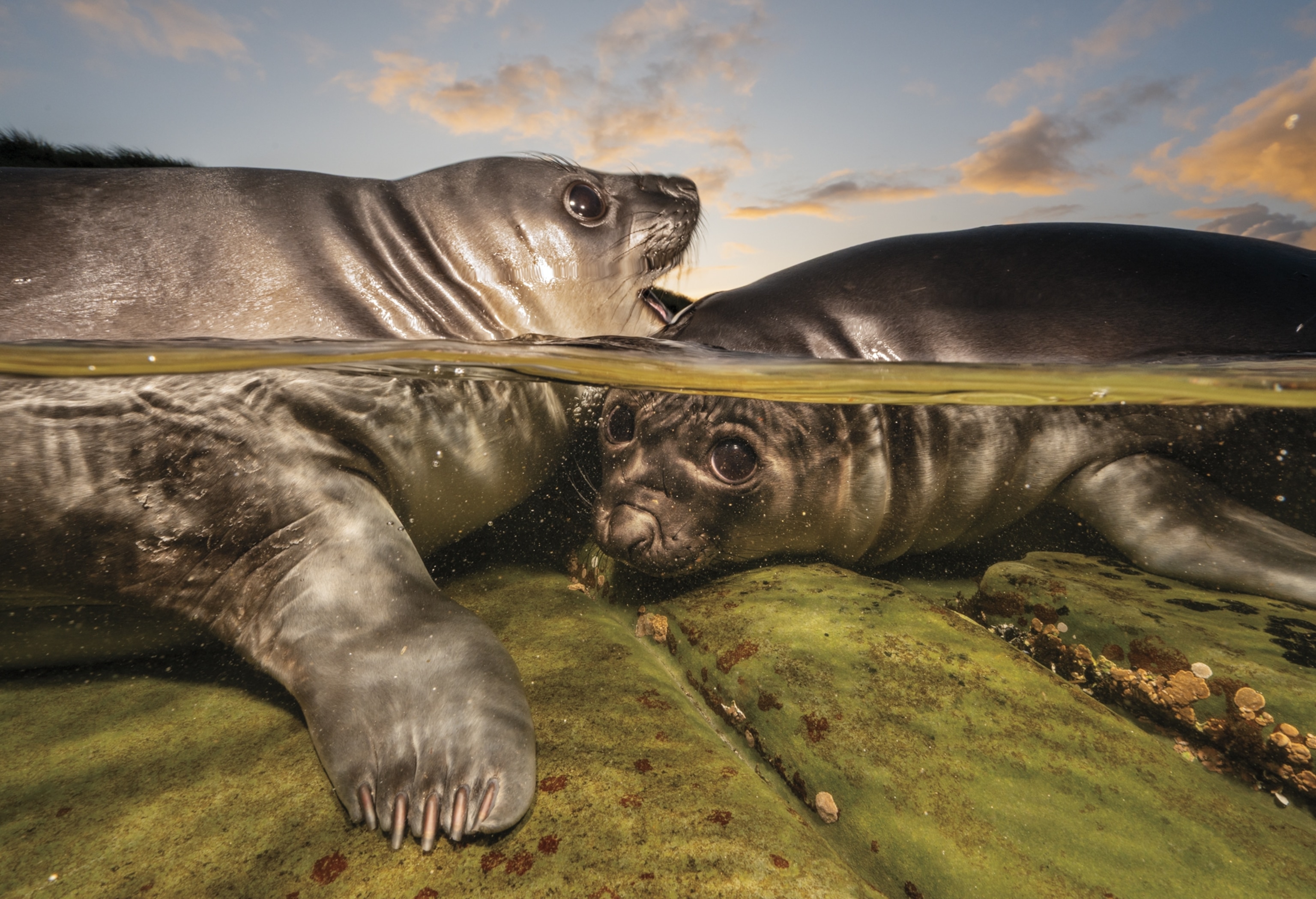 Two grey seals huddling together in water.
