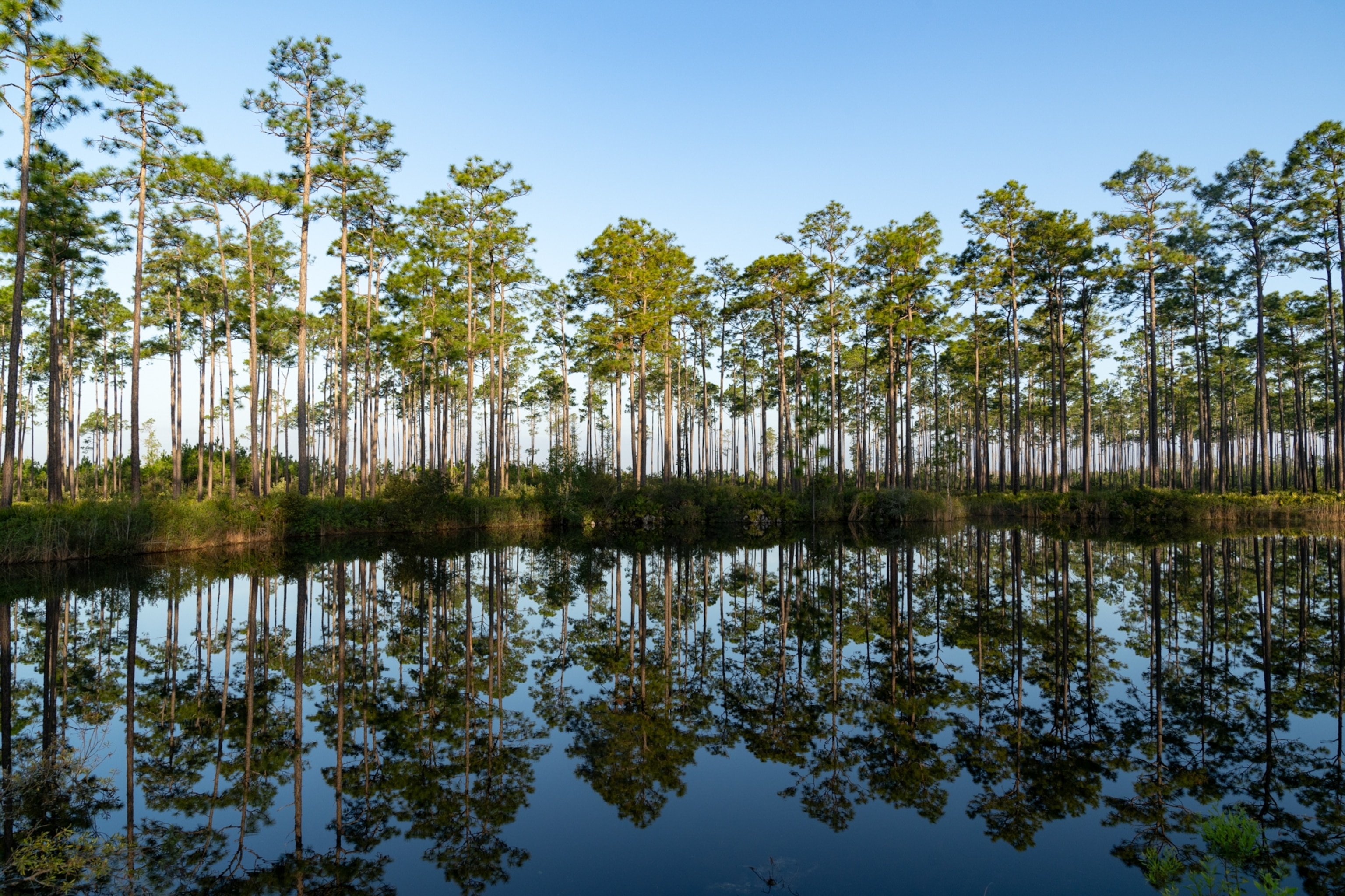 A dense row of tall pine trees stands along the edge of calm, dark water, creating a symmetrical reflection on the water surface under a blue sky.