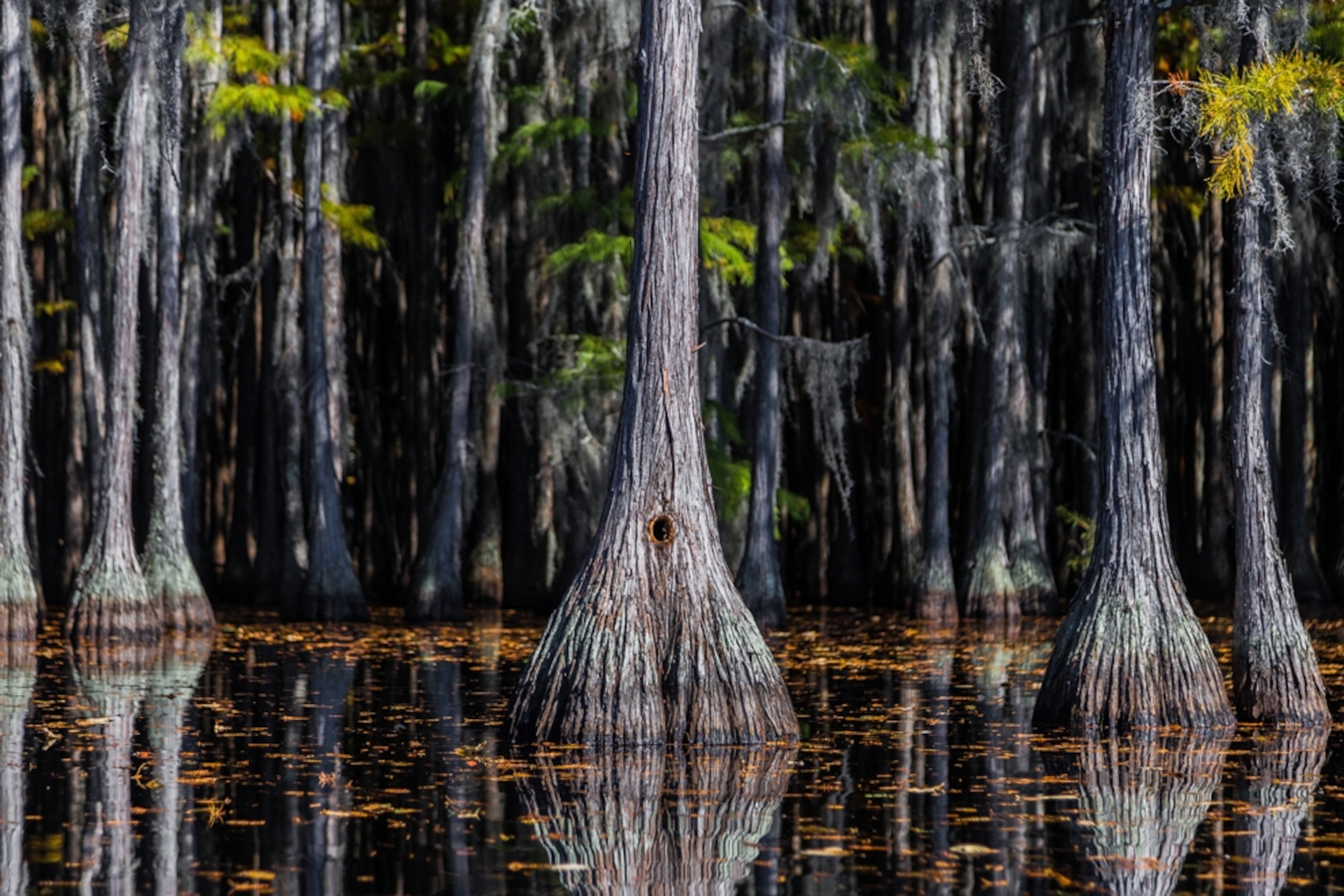 trees in Georgia swamp