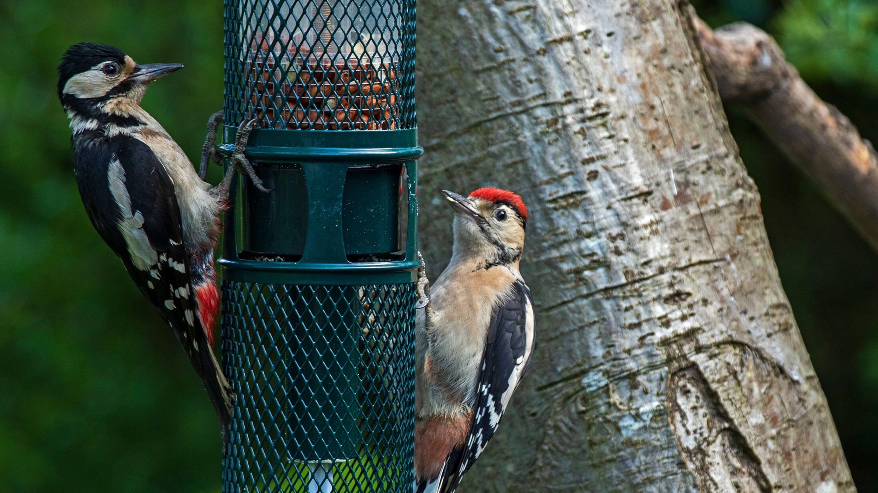 The best bird feeders of 2024 - Vimarsana News