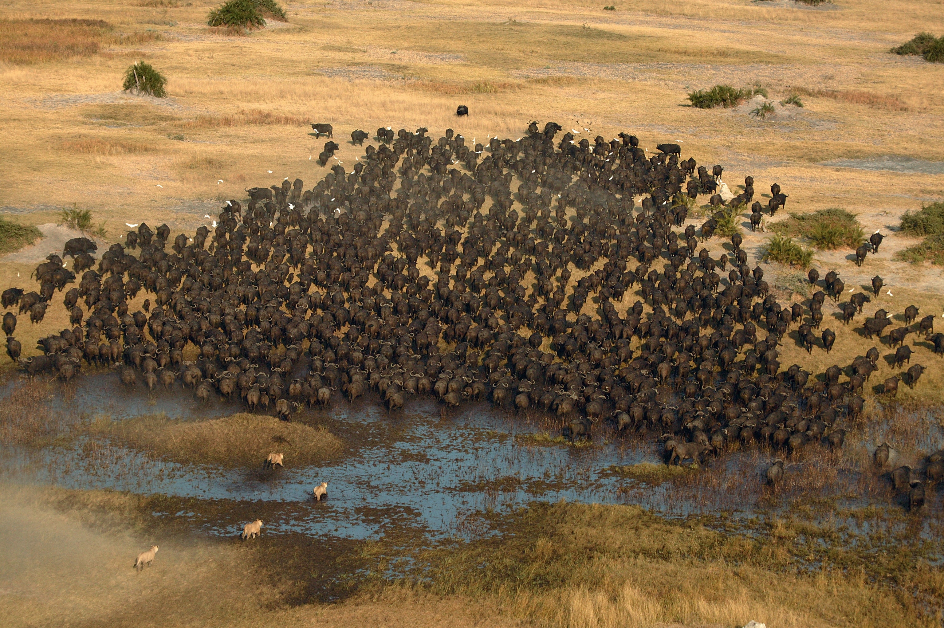 A stampede of buffalo and lions