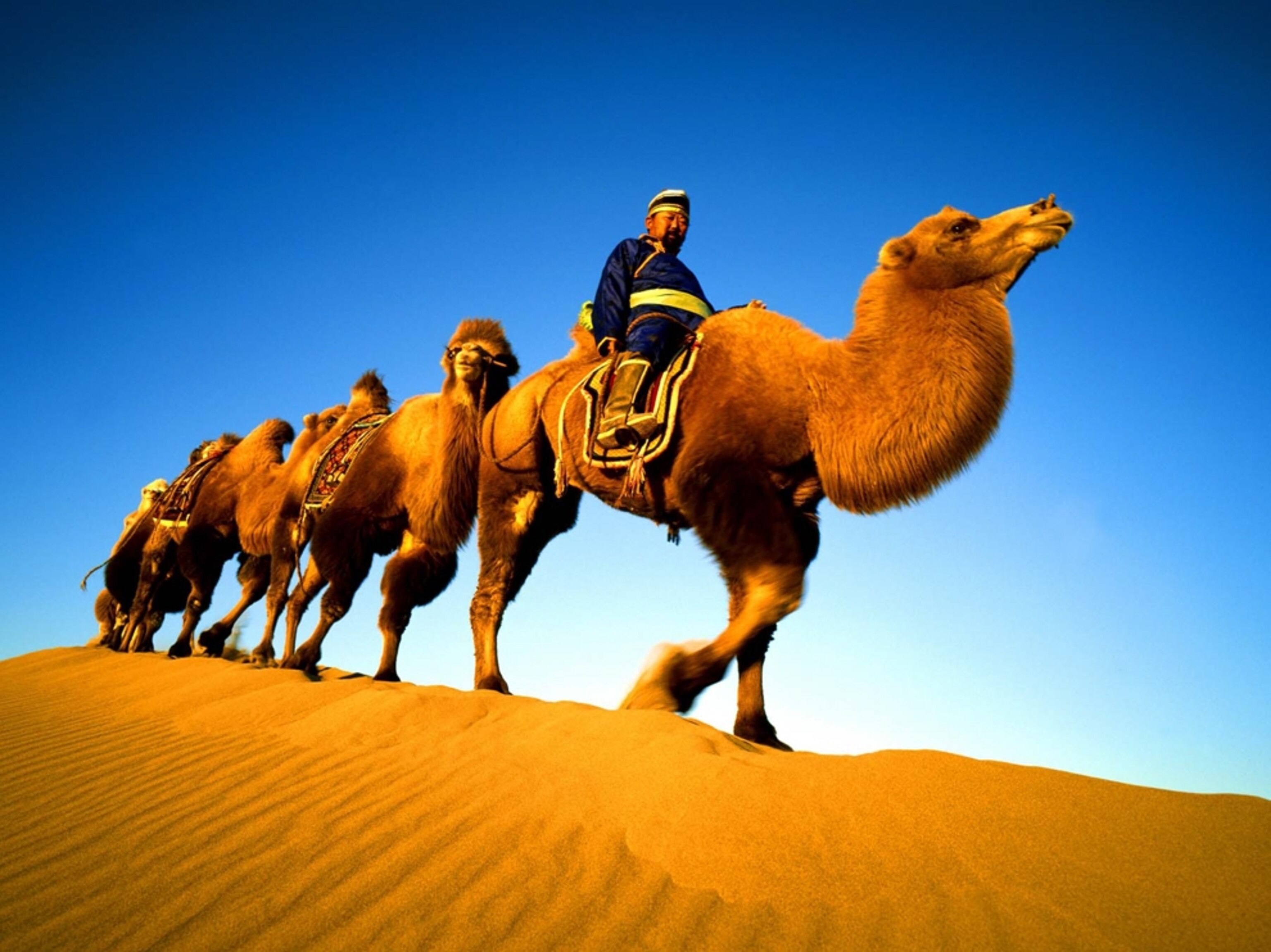 Mongolian herder with camels, Badain Jaran Desert